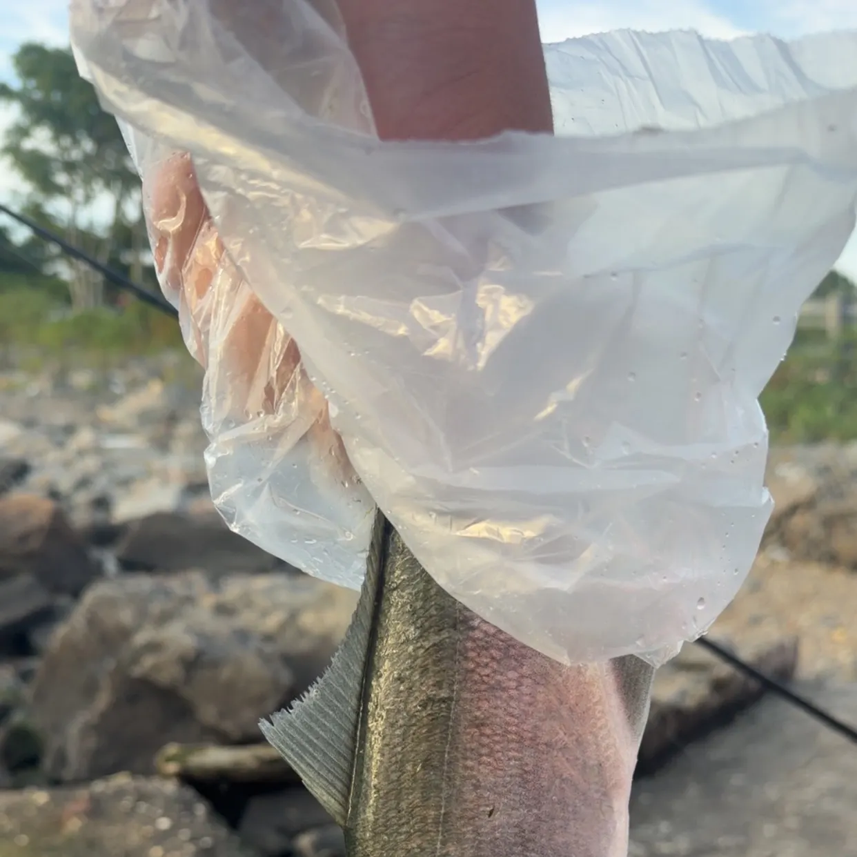 Bluefish caught on Fishbrain
