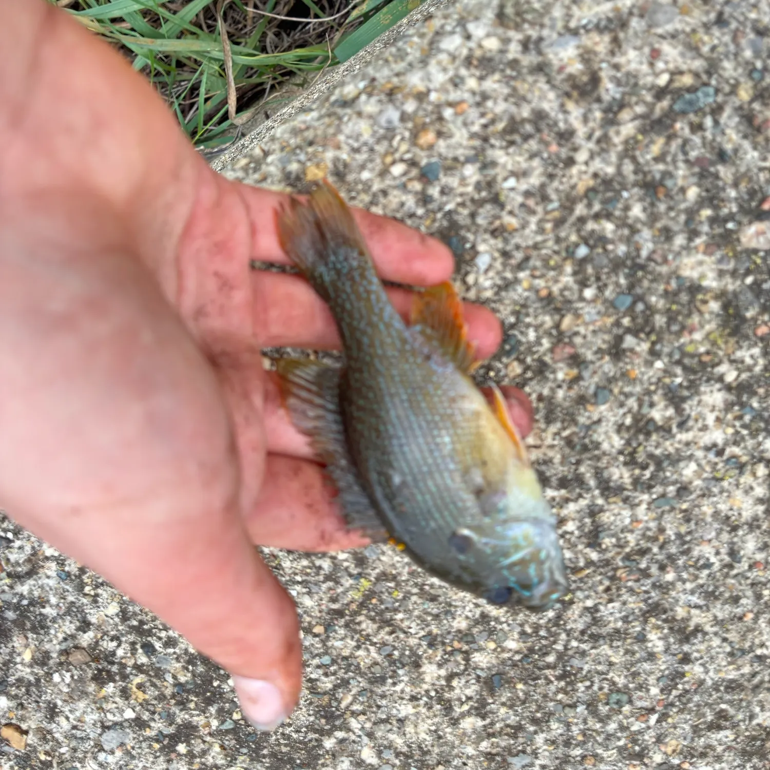 Green sunfish caught on Fishbrain