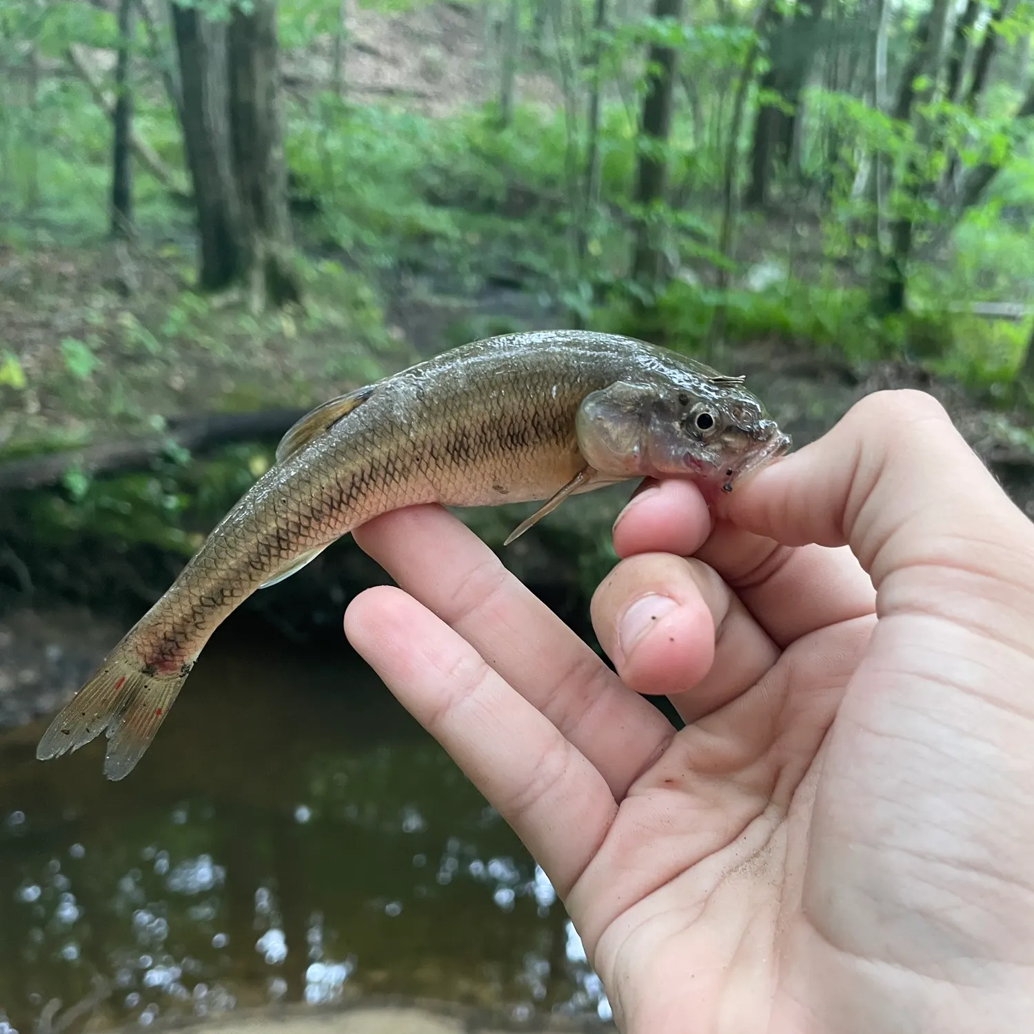 Creek chub caught on Fishbrain