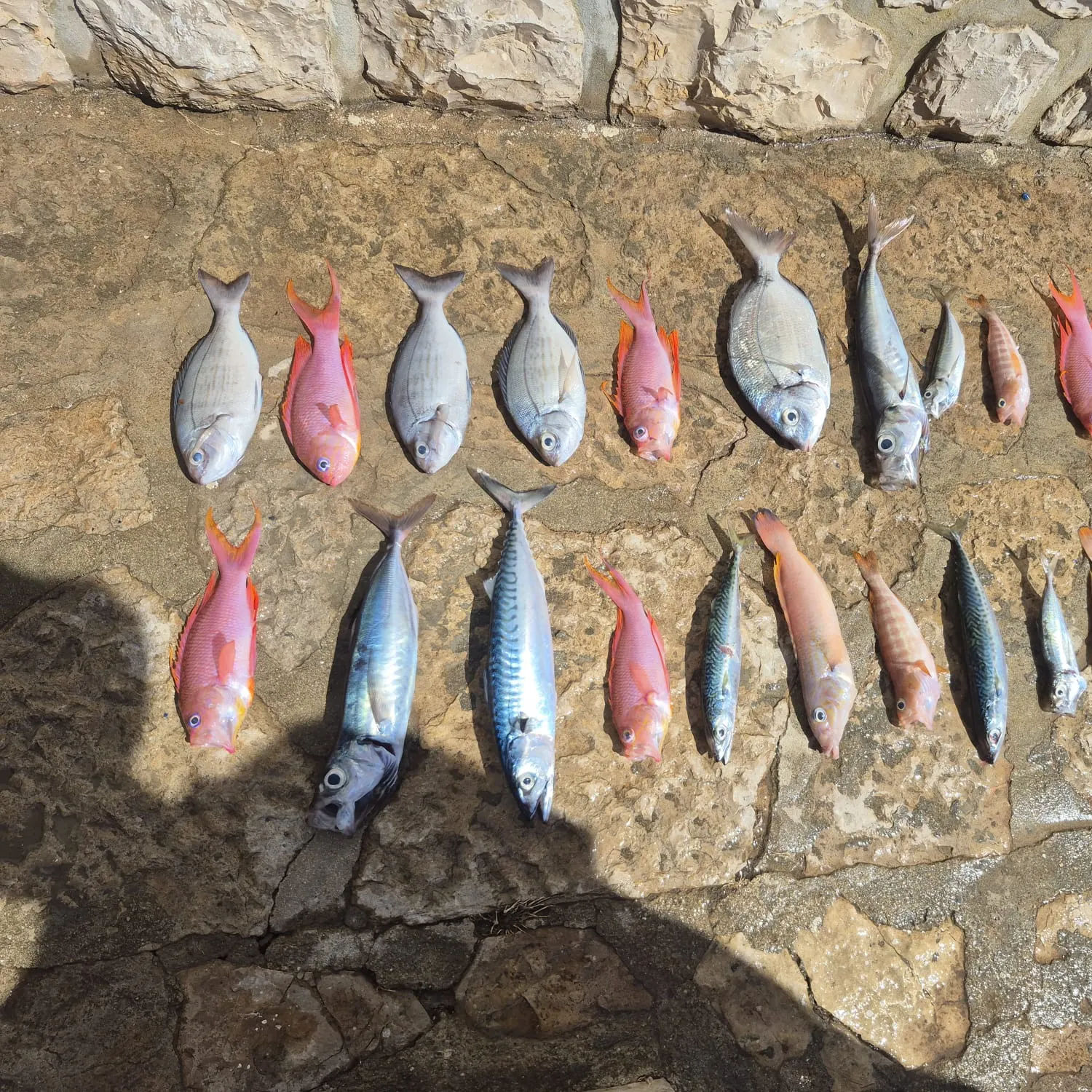 recently logged catches