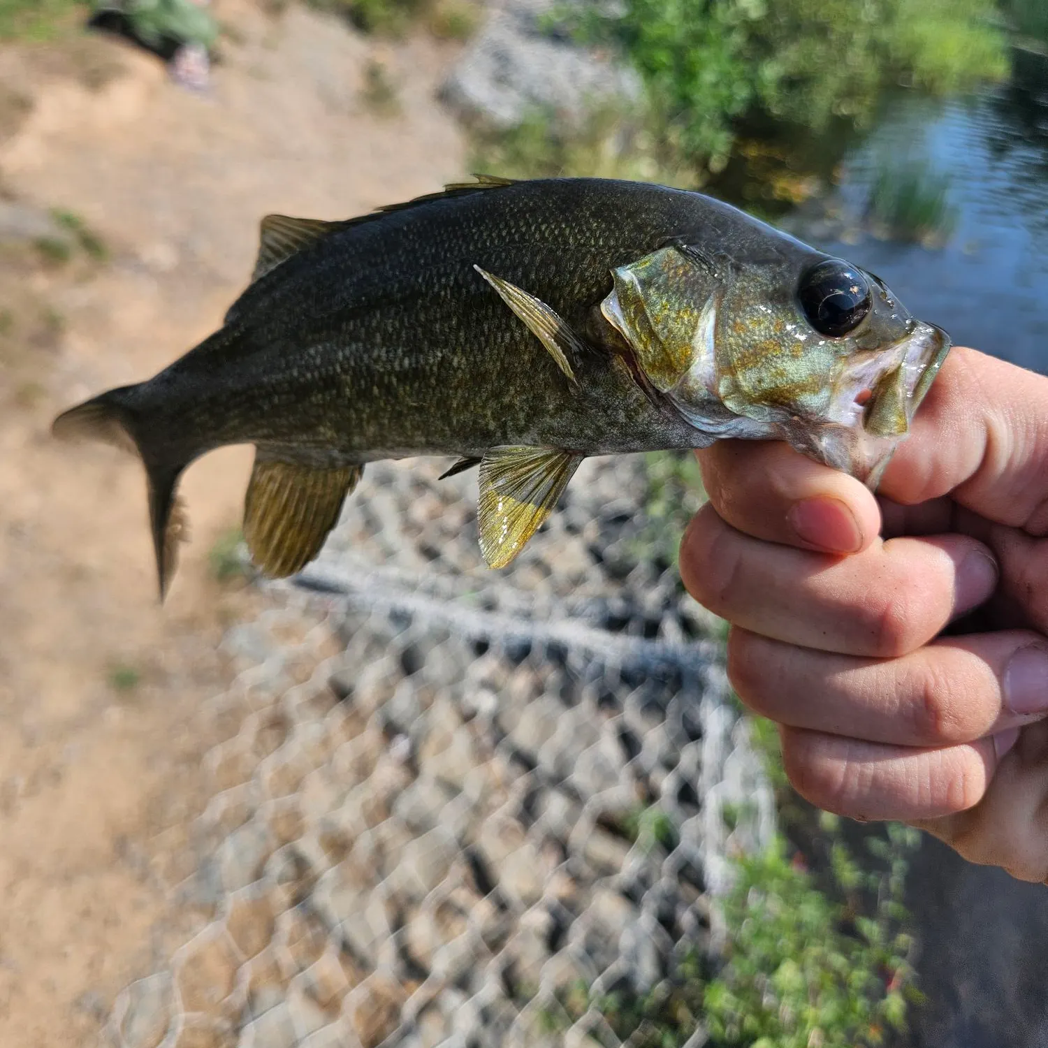 Smallmouth bass caught on Fishbrain