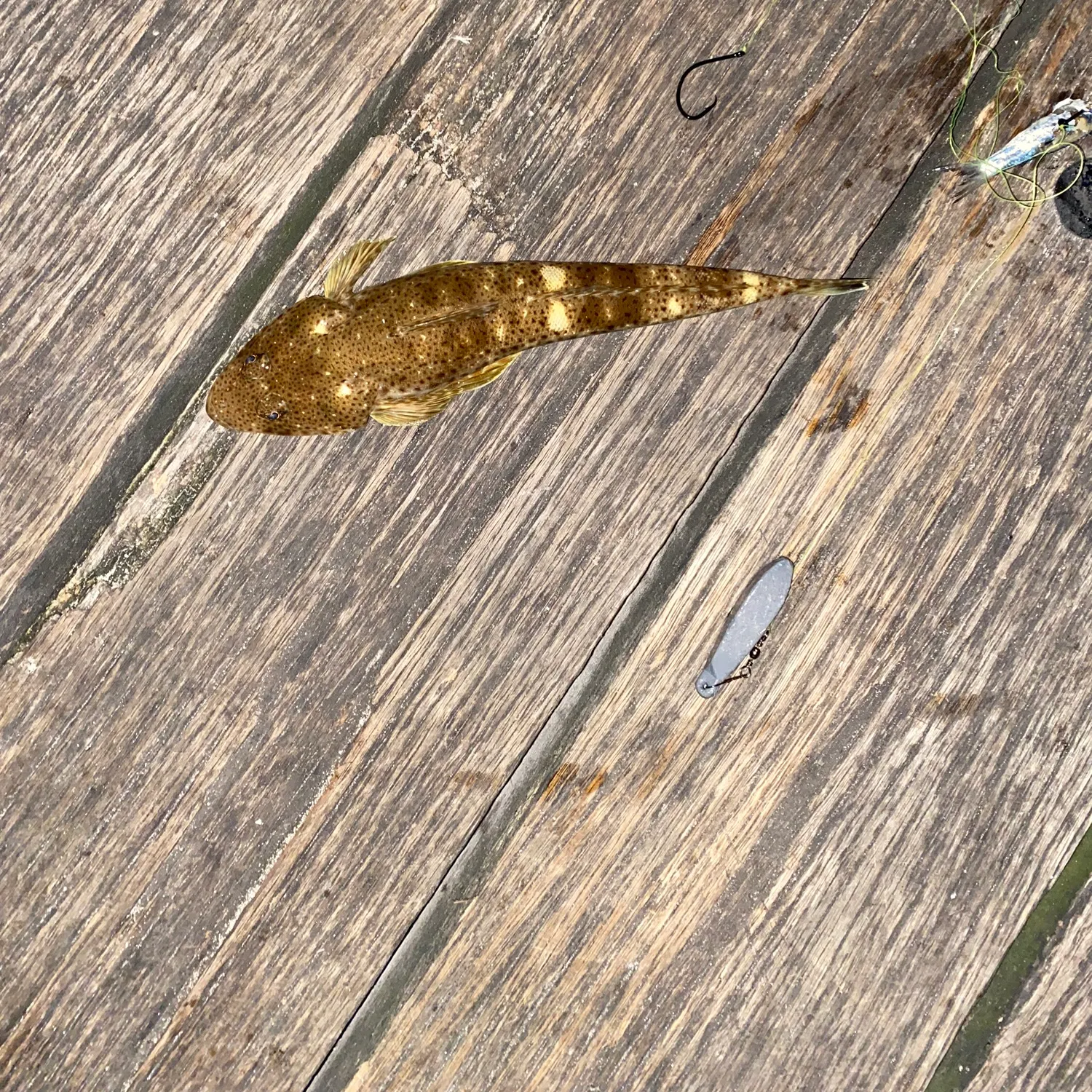 The most recent Blue-spotted flathead catches on Fishbrain