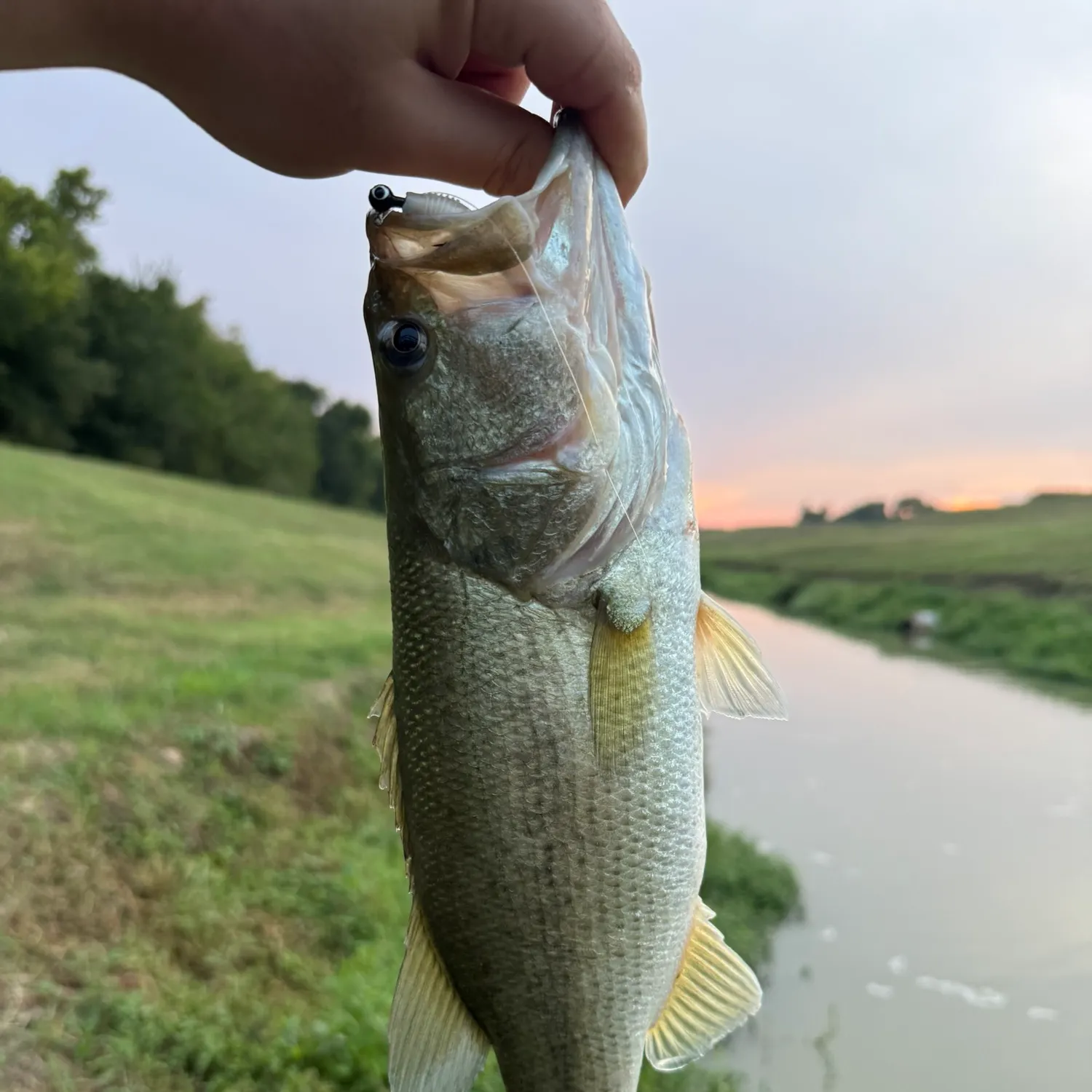 Largemouth bass caught on Fishbrain