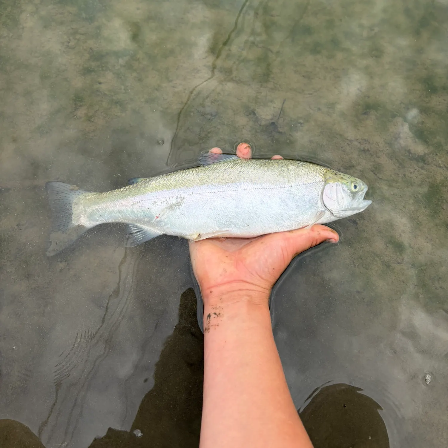 Steelhead caught on Fishbrain