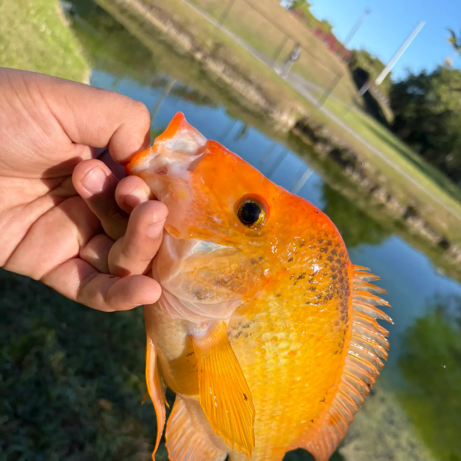 The most recent Midas cichlid catches on Fishbrain
