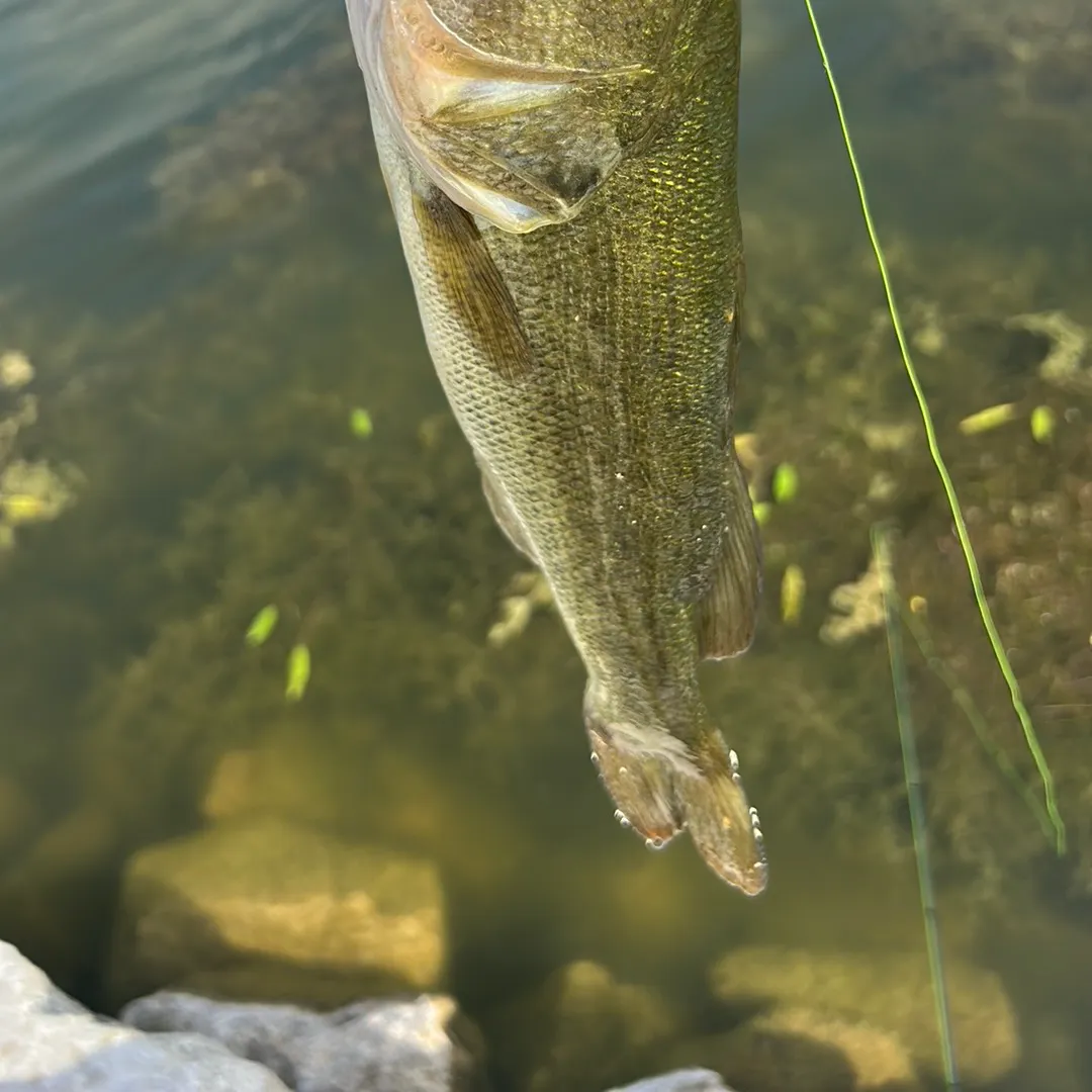 Largemouth bass caught on Fishbrain