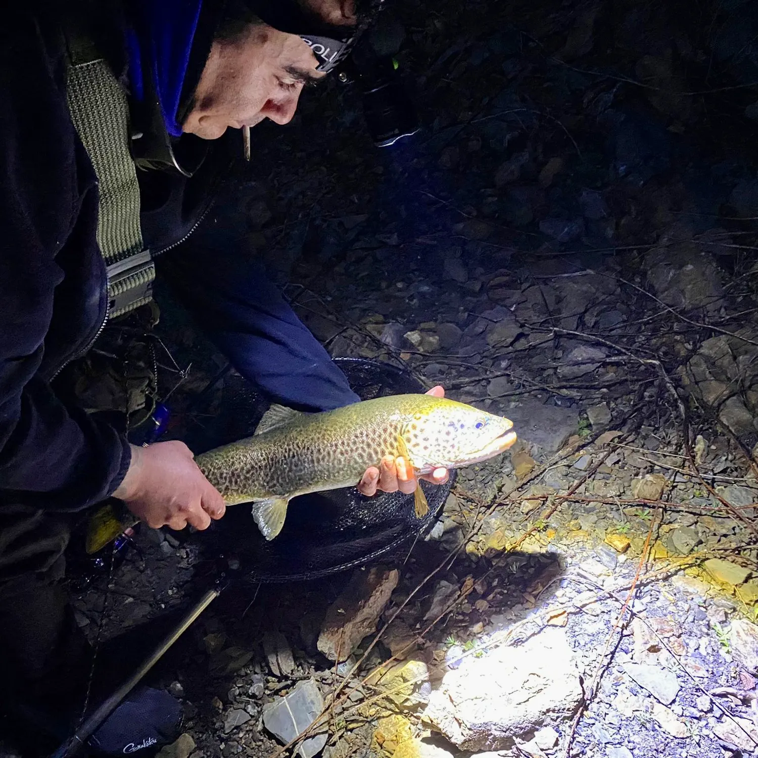Brown trout caught on Fishbrain