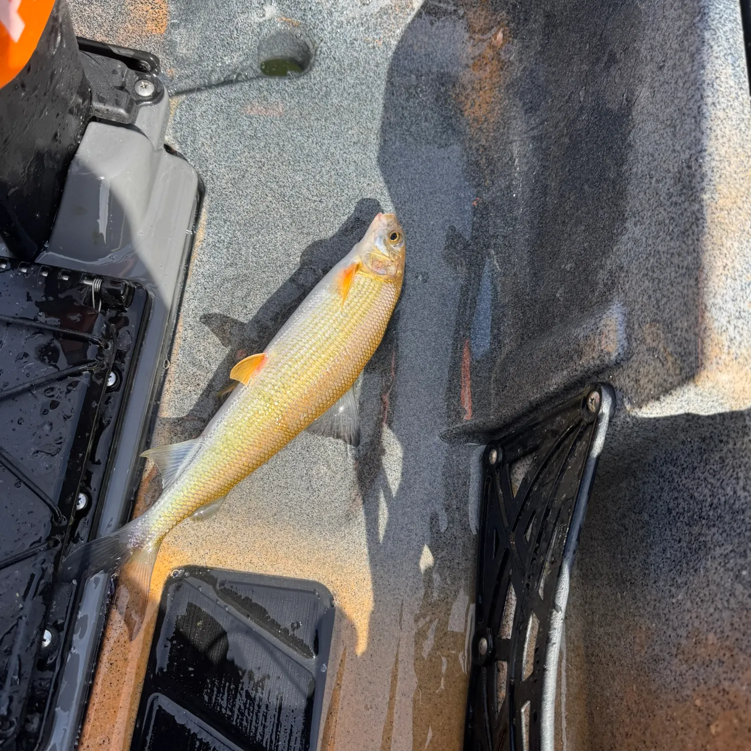 Mountain whitefish caught on Fishbrain