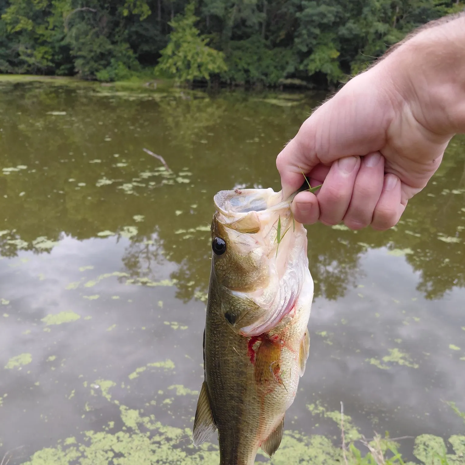 Largemouth bass caught on Fishbrain