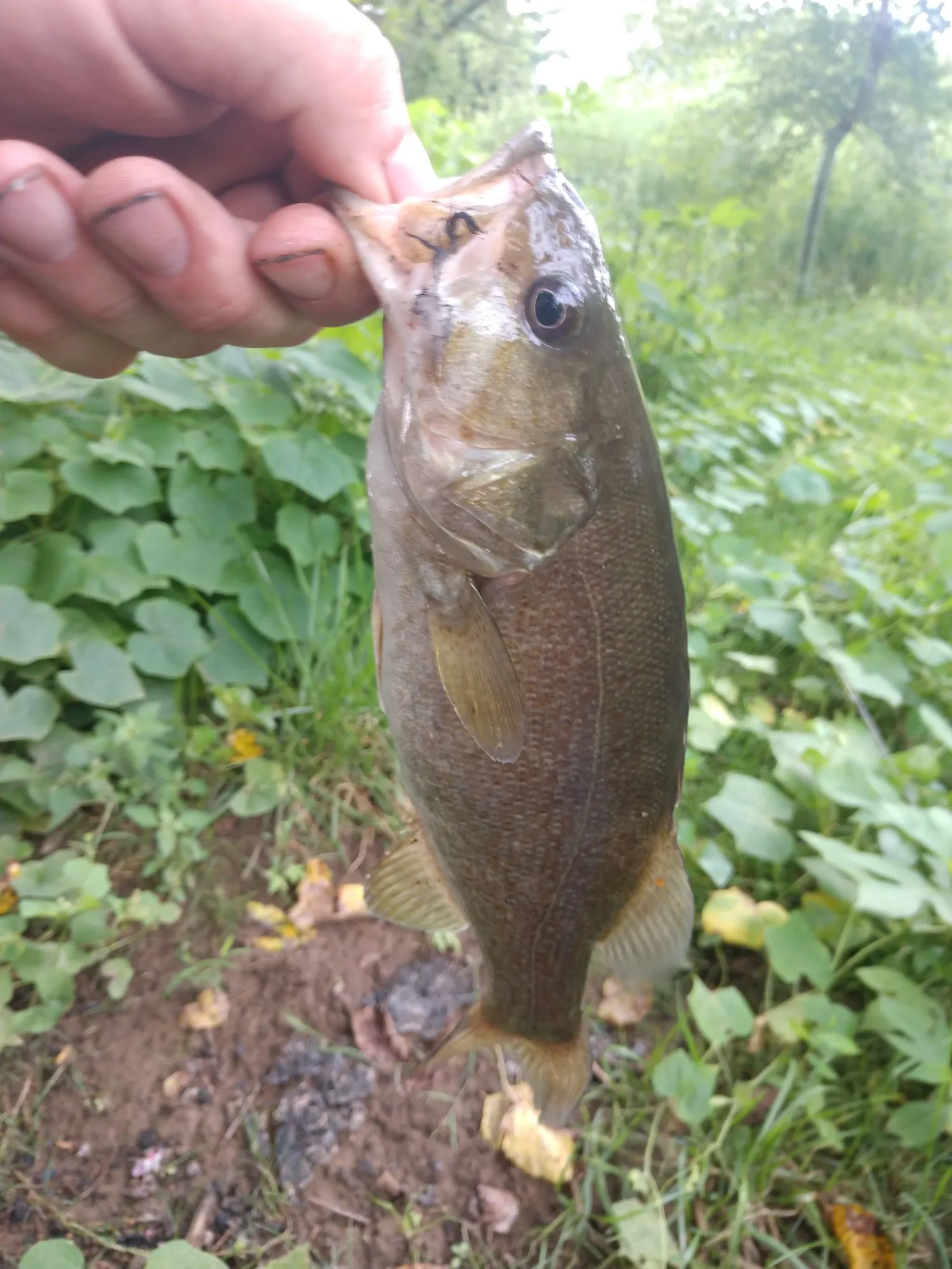 Post image from 54Lipripper