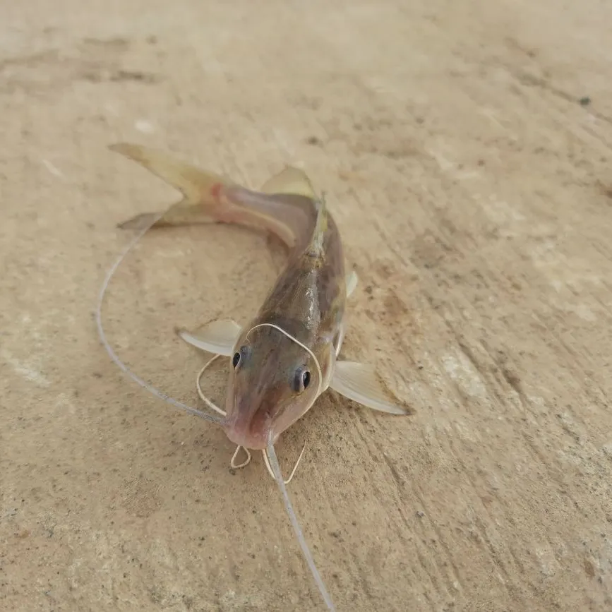 The most recent Spotted pimelodus catches on Fishbrain