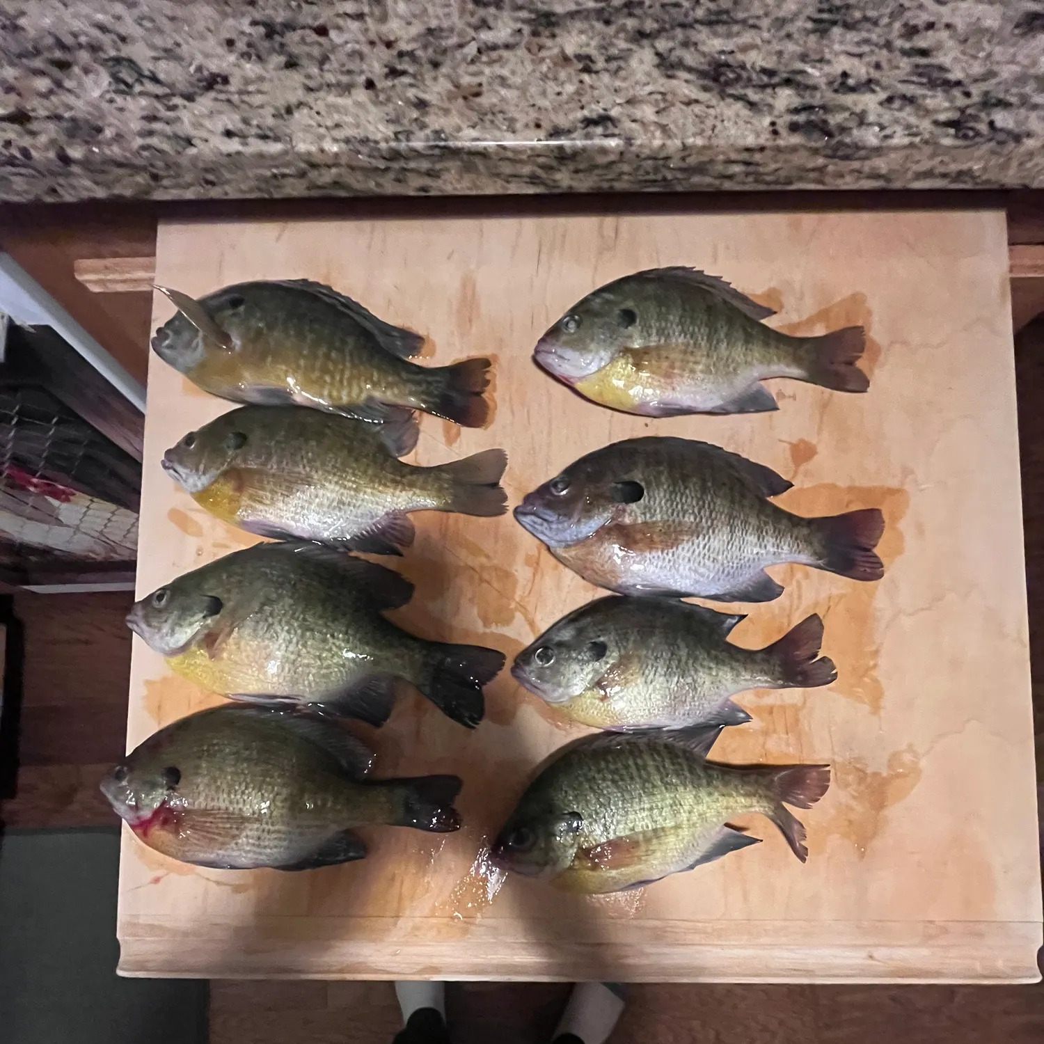 The most recent Bluegill catches on Fishbrain