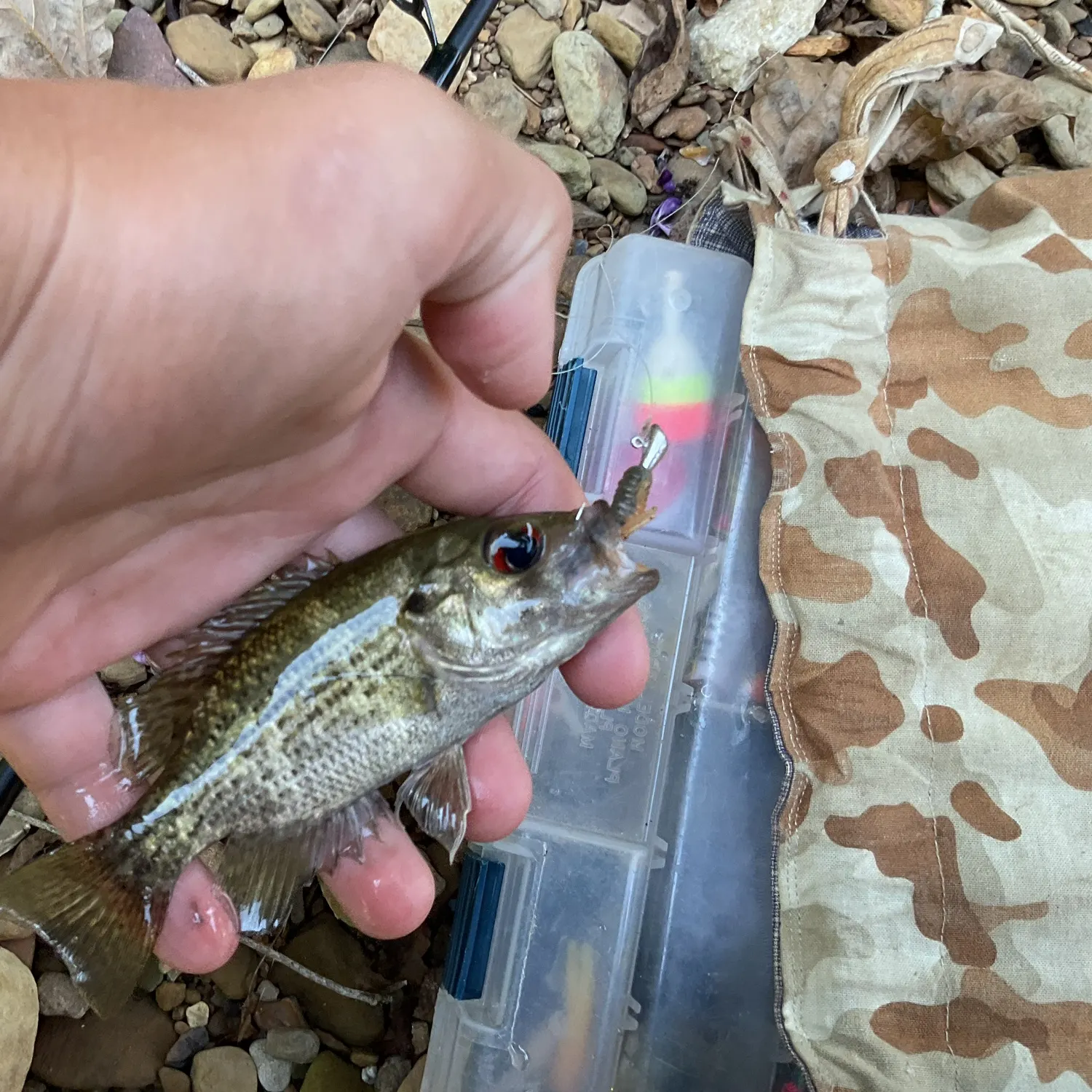 Rock bass caught on Fishbrain