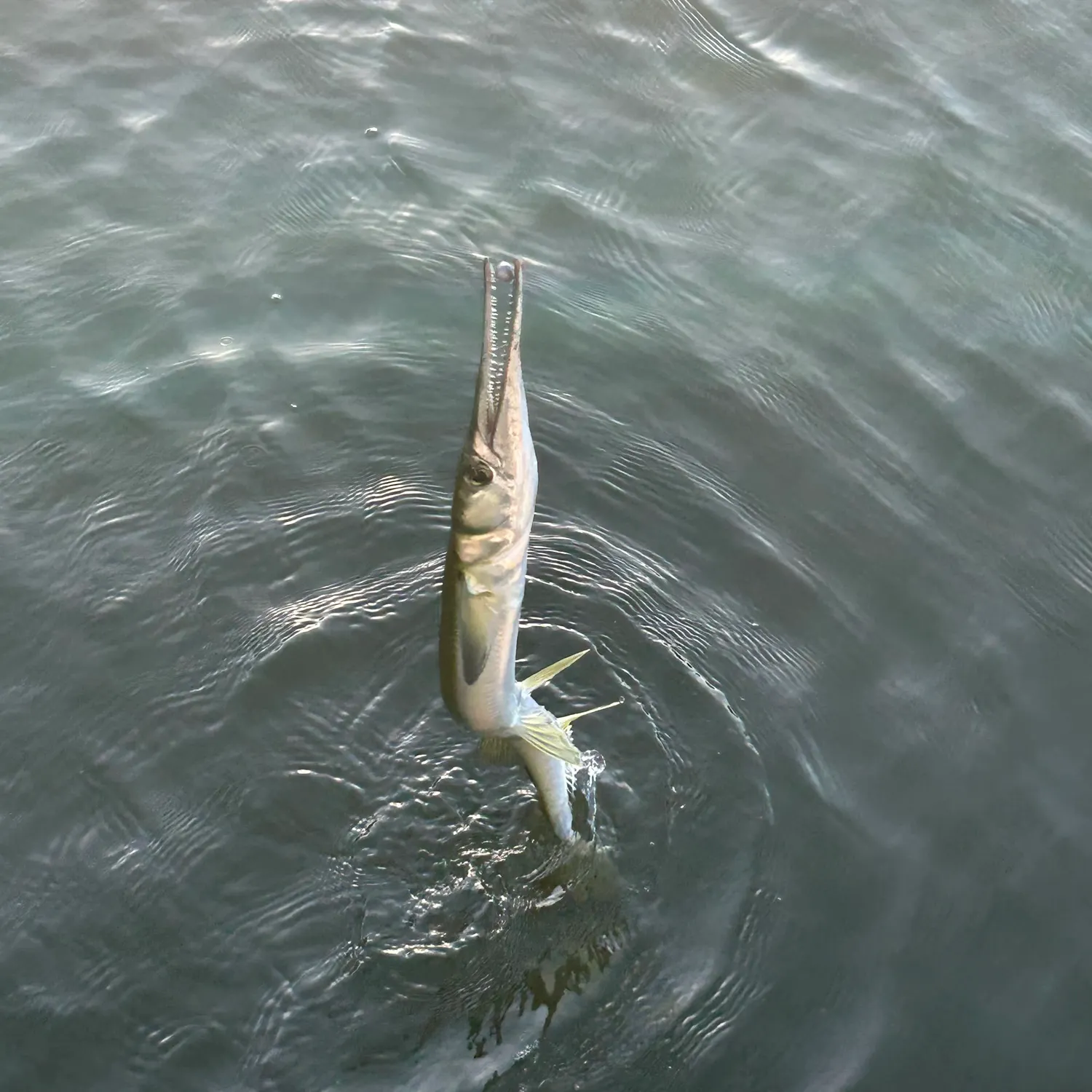 The most recent Banded needlefish catches on Fishbrain