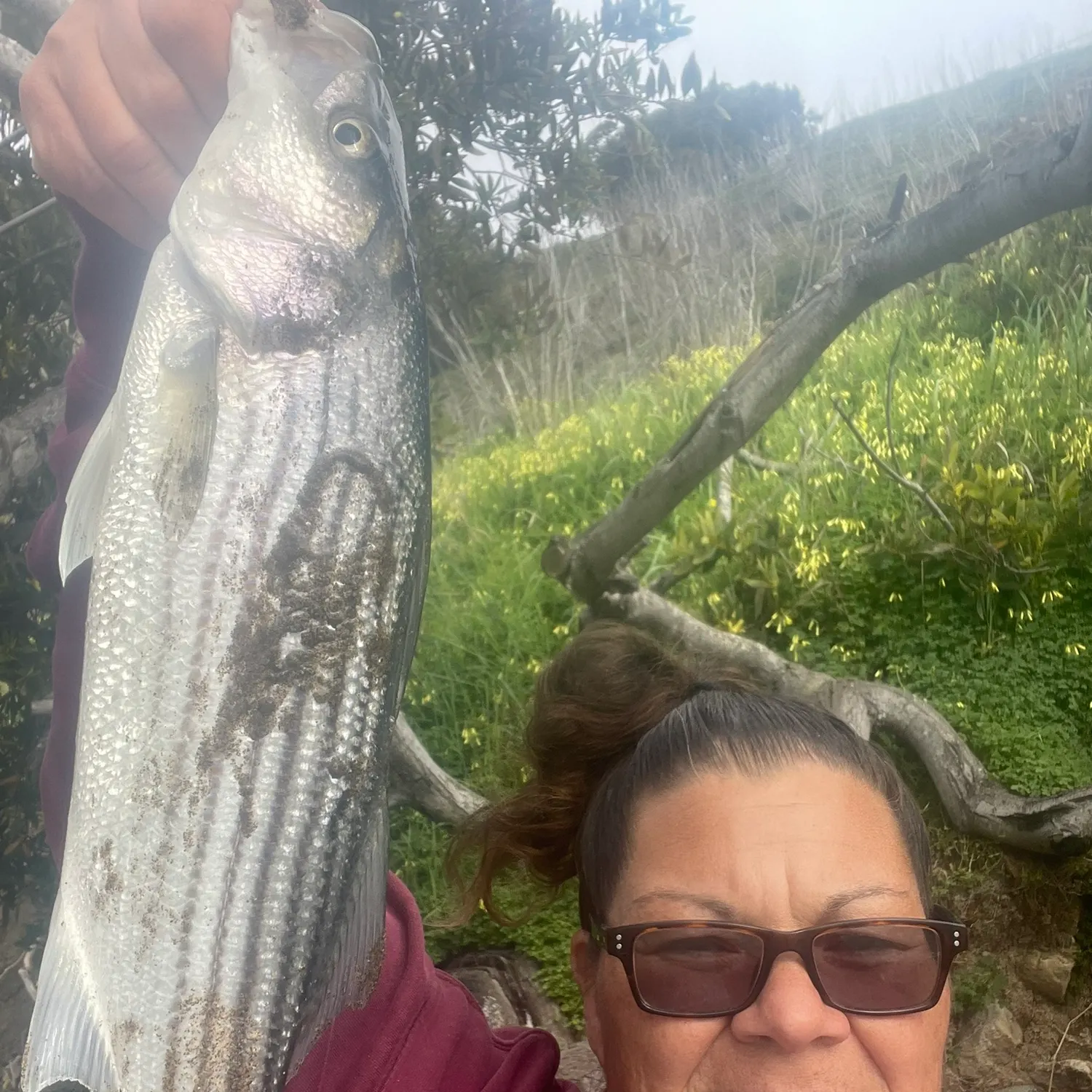 The most recent Striped bass catches on Fishbrain
