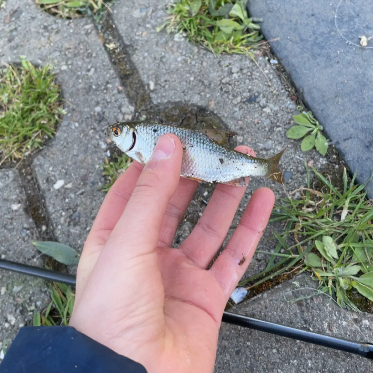 Common roach caught on Fishbrain