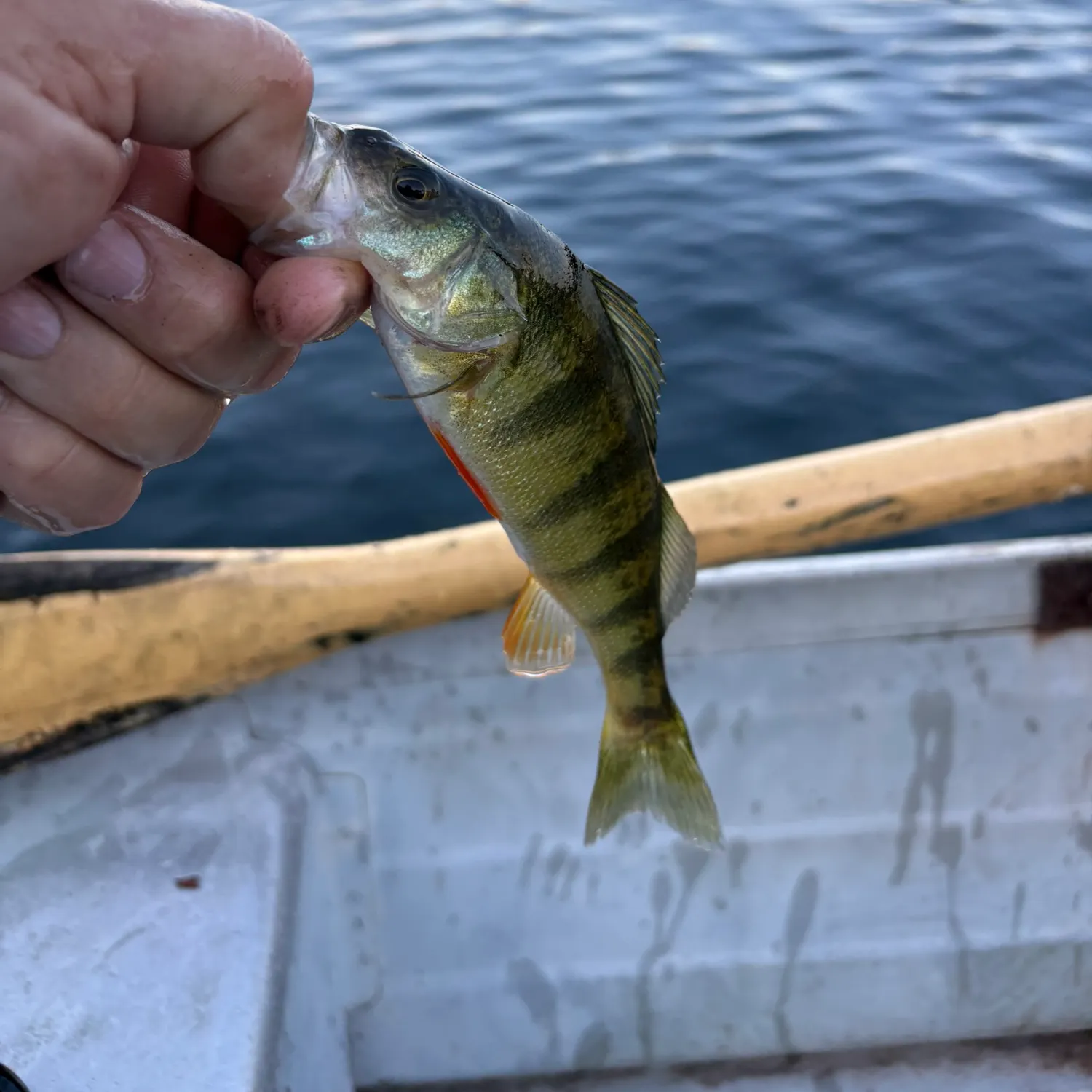 Yellow perch caught on Fishbrain