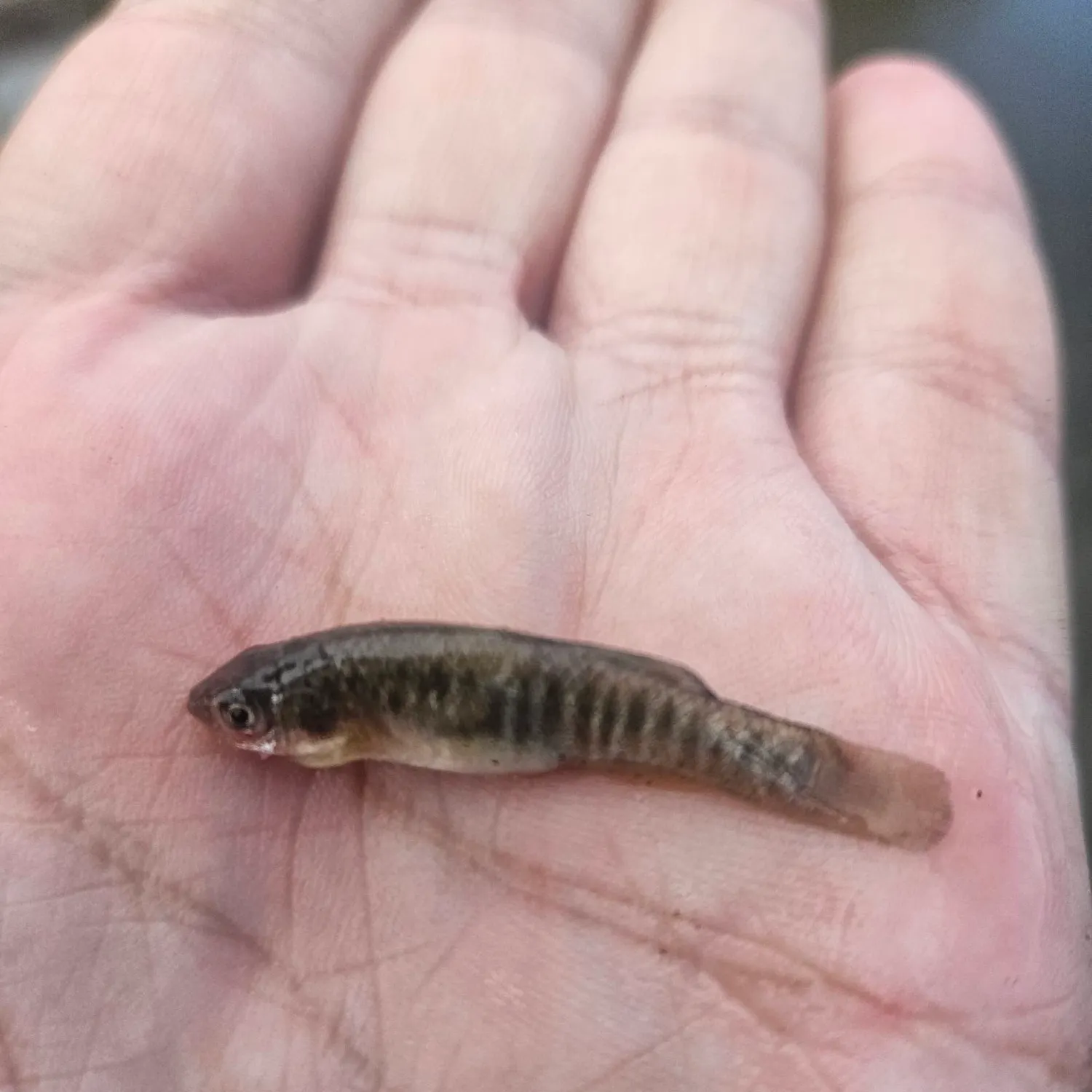 Central mudminnow caught on Fishbrain