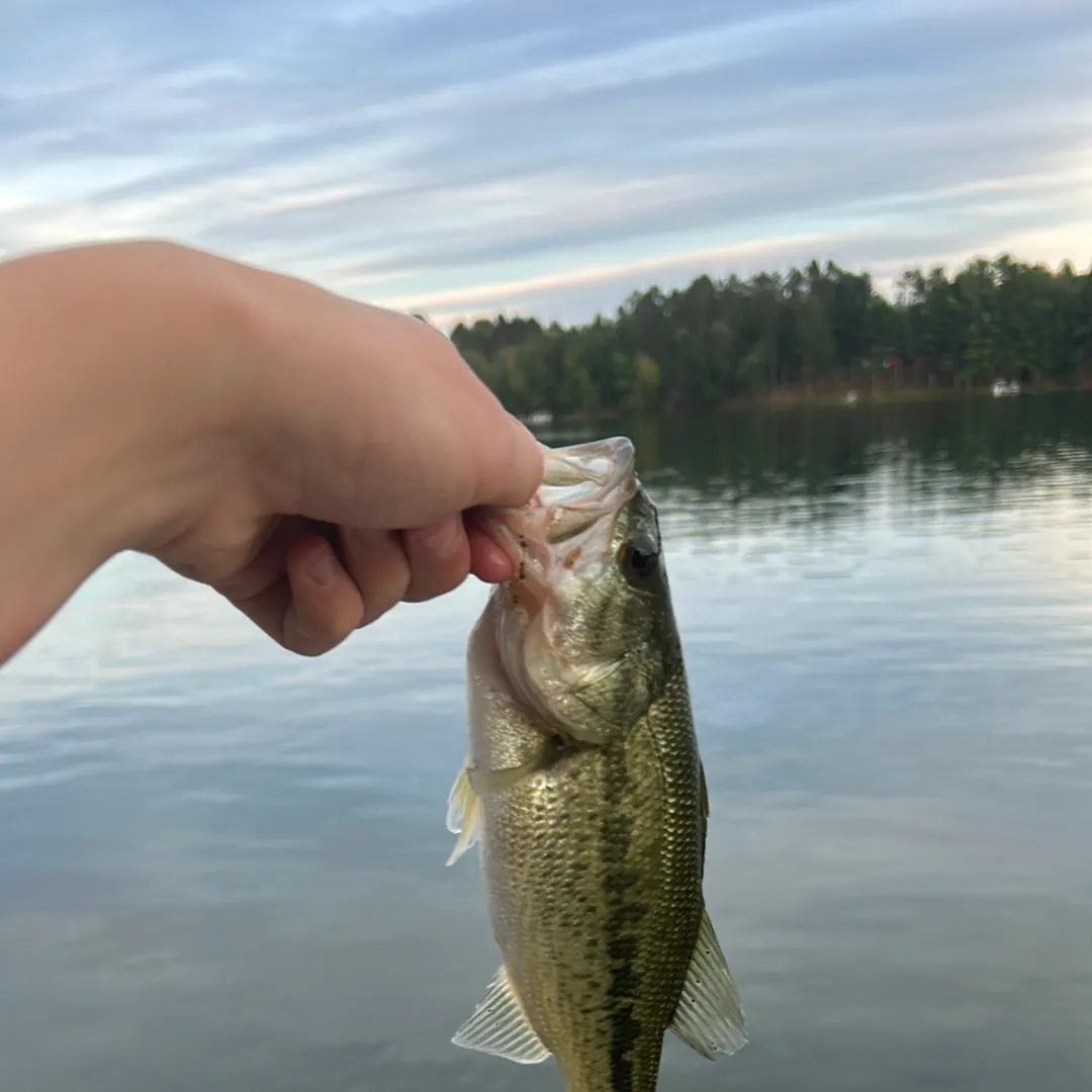 Largemouth bass caught on Fishbrain