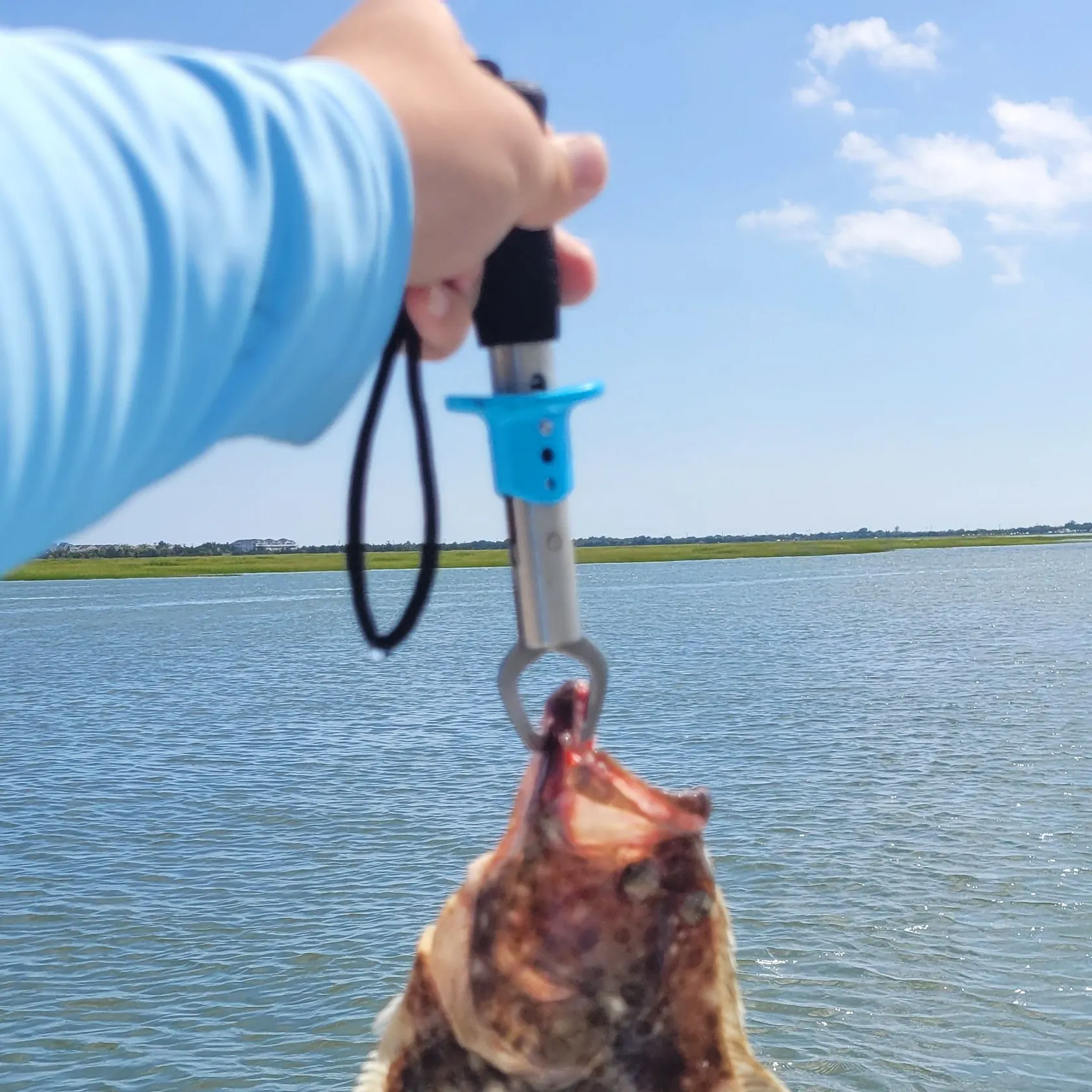 Summer flounder caught on Fishbrain
