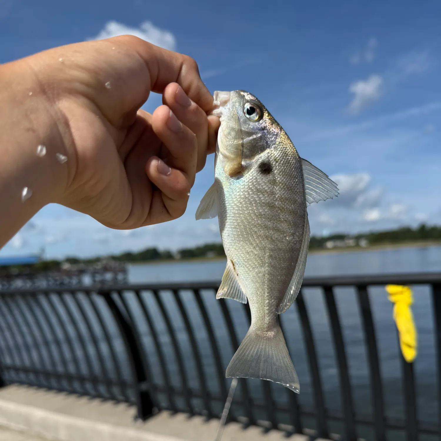 Spot croaker caught on Fishbrain
