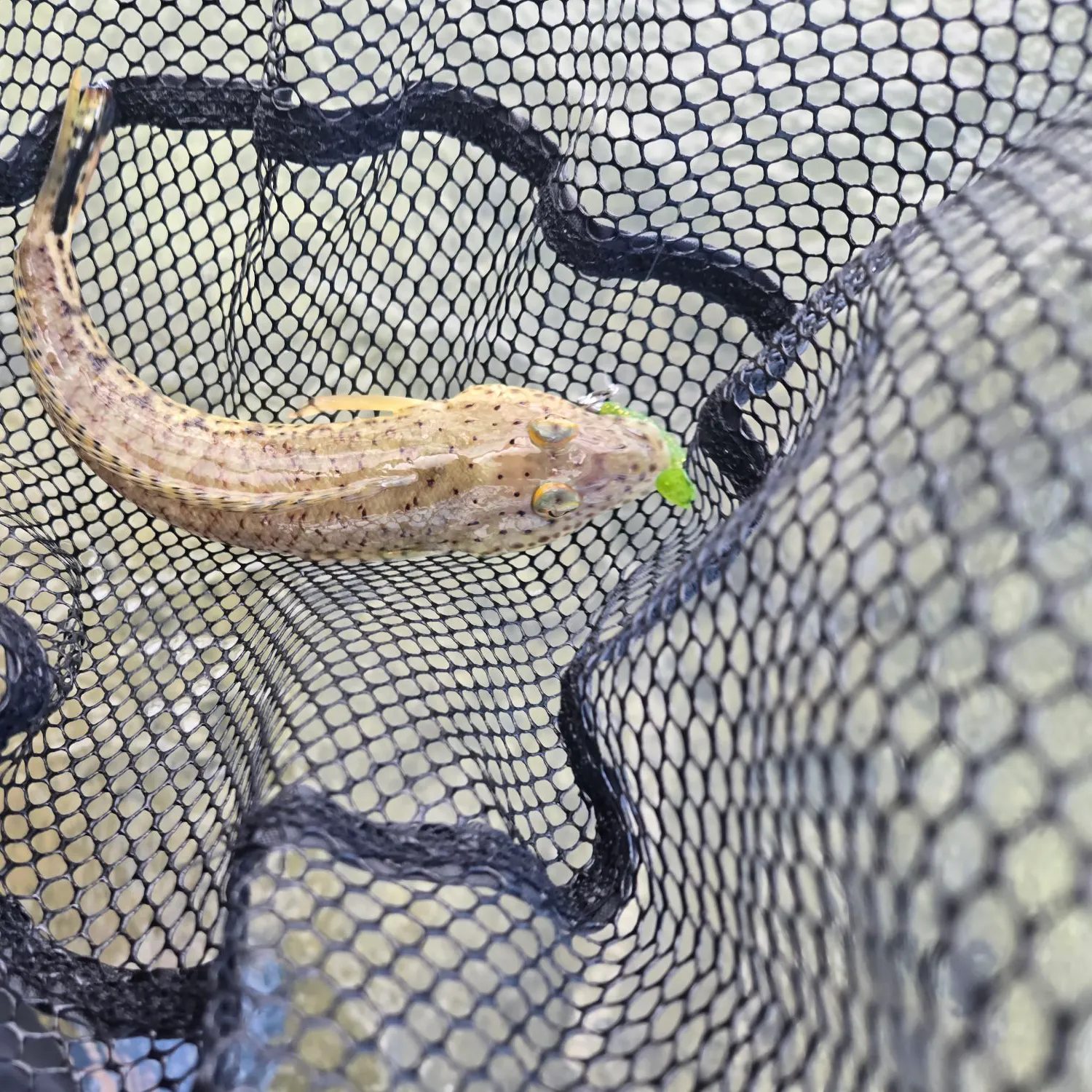 The most recent Speckled sandperch catches on Fishbrain