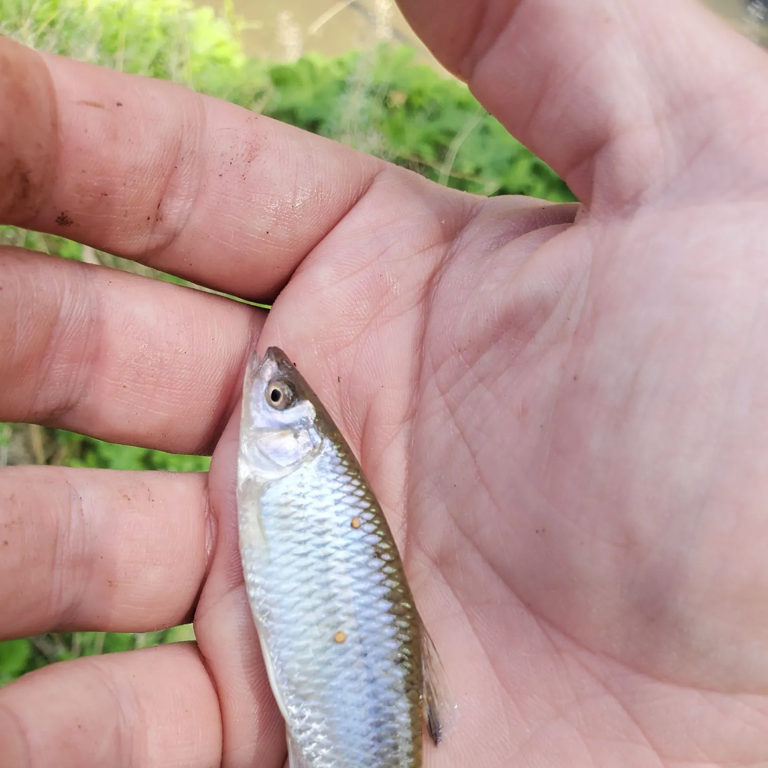 The most recent Satinfin shiner catches on Fishbrain