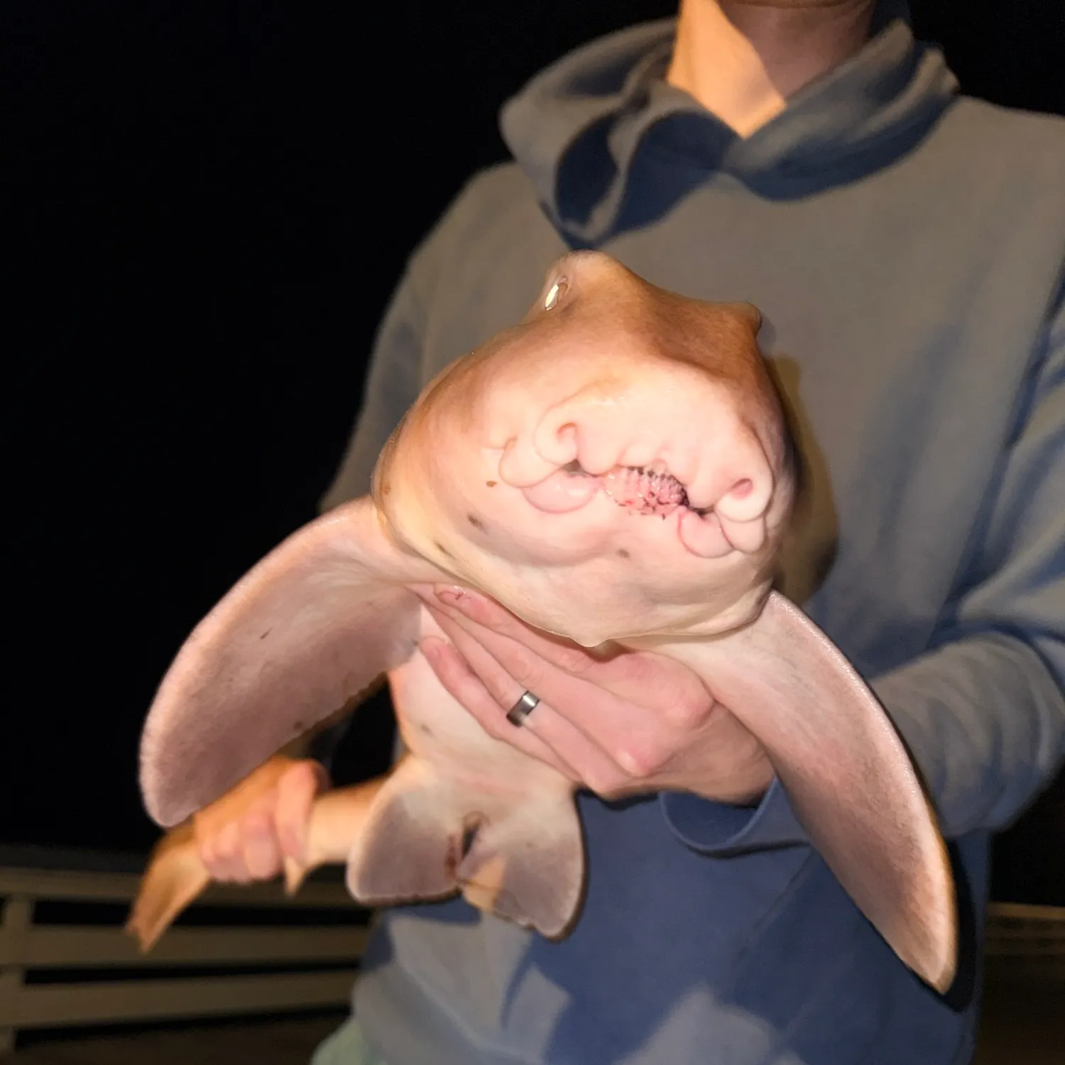 The most recent Horn shark catches on Fishbrain