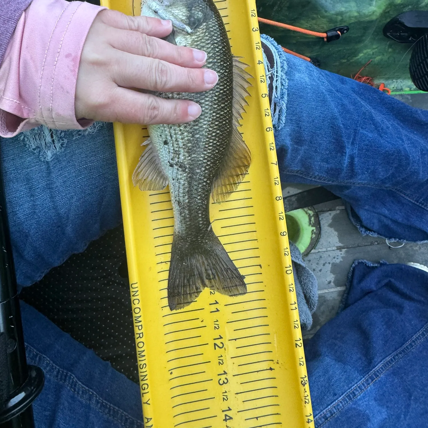 Spotted bass caught on Fishbrain