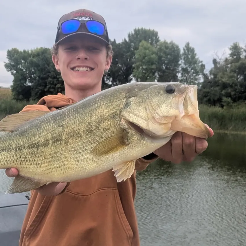 Largemouth bass caught on Fishbrain