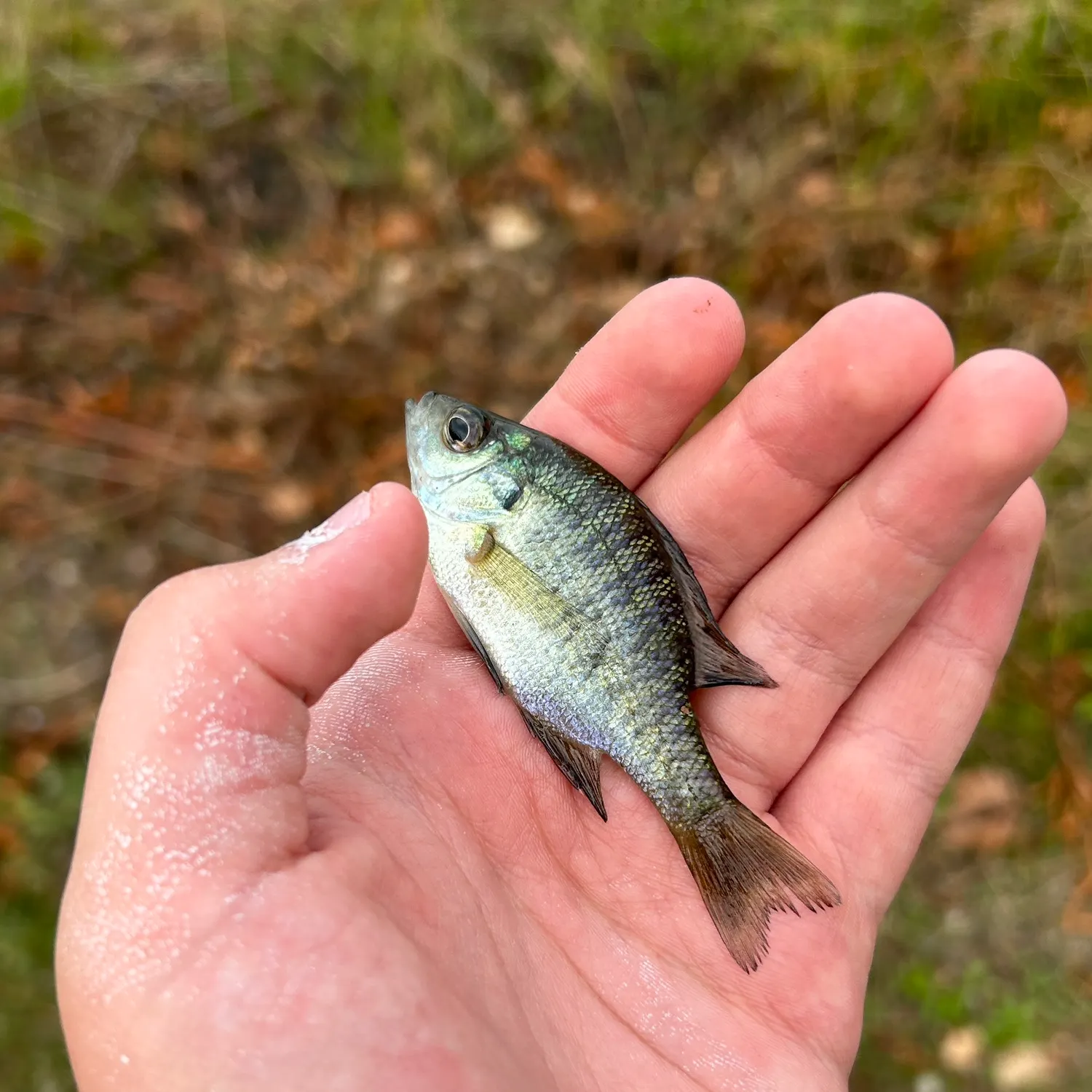 angler catch