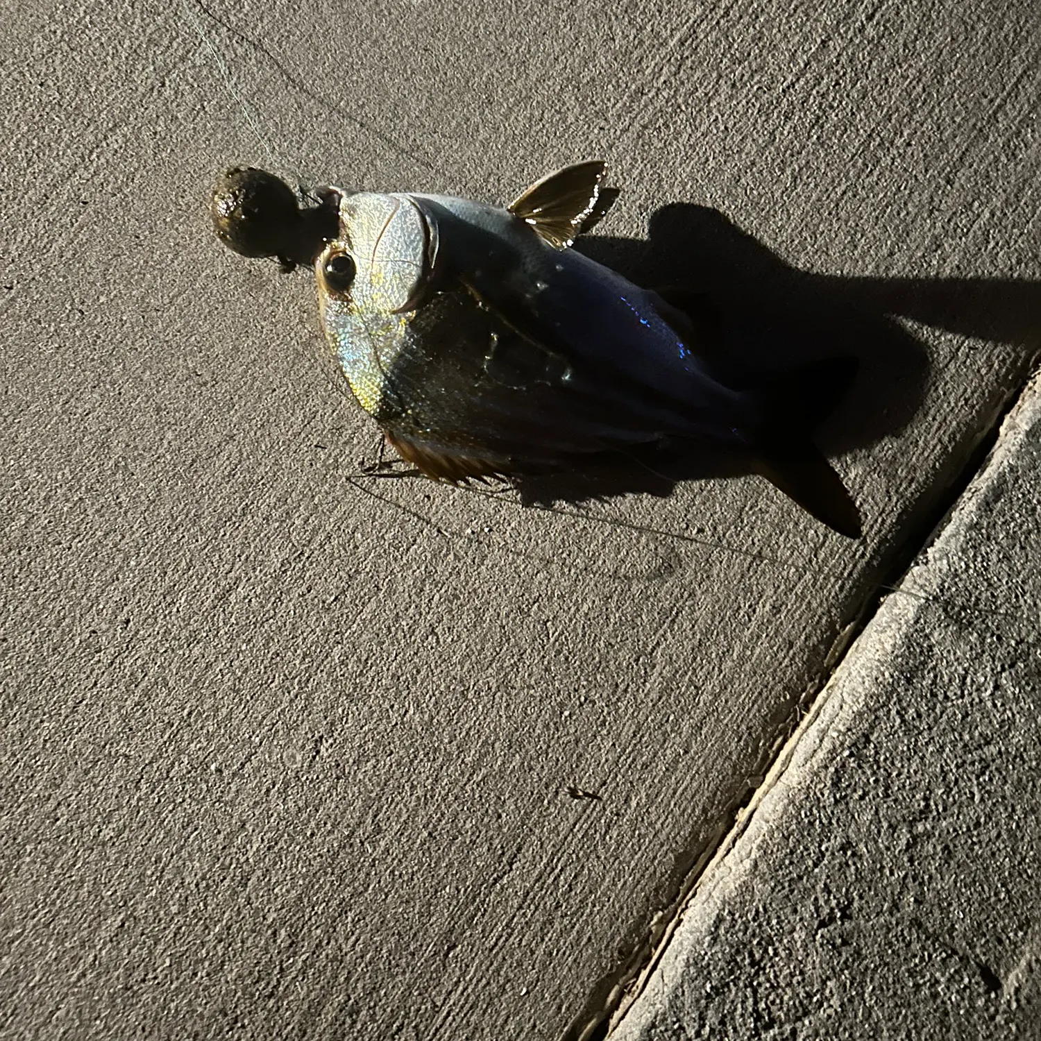 The most recent Atlantic spadefish catches on Fishbrain