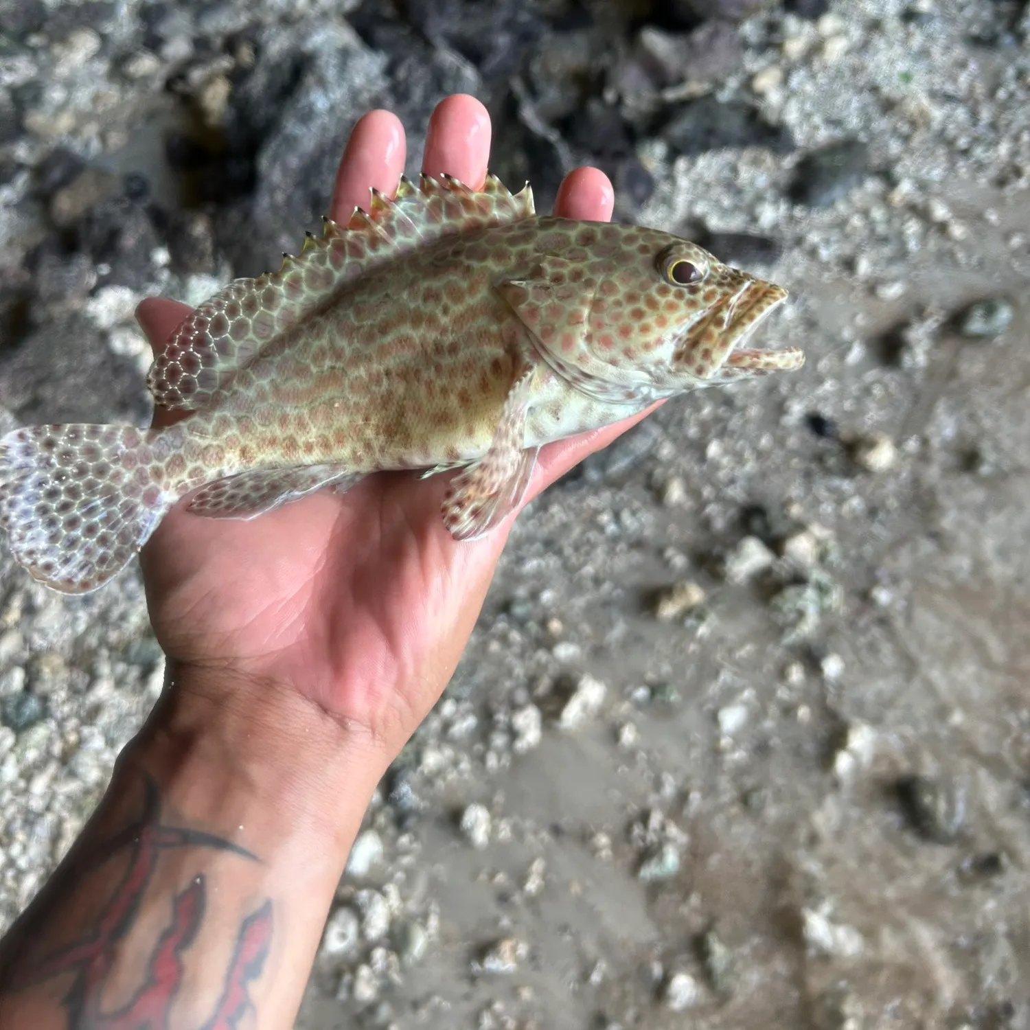 The most recent Honeycomb grouper catches on Fishbrain