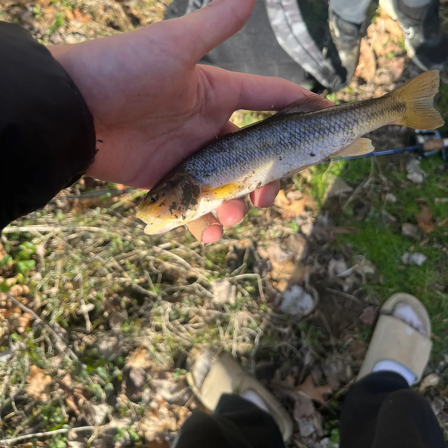 The most recent Creek chub catches on Fishbrain
