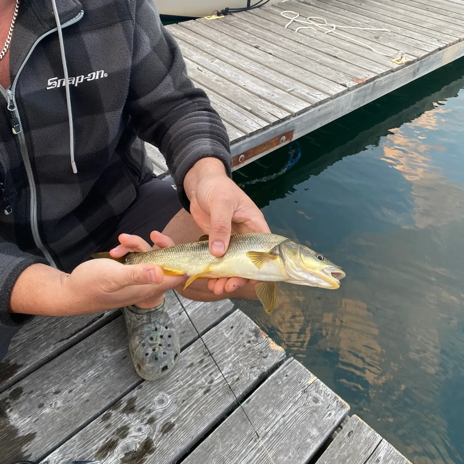 Northern pikeminnow caught on Fishbrain