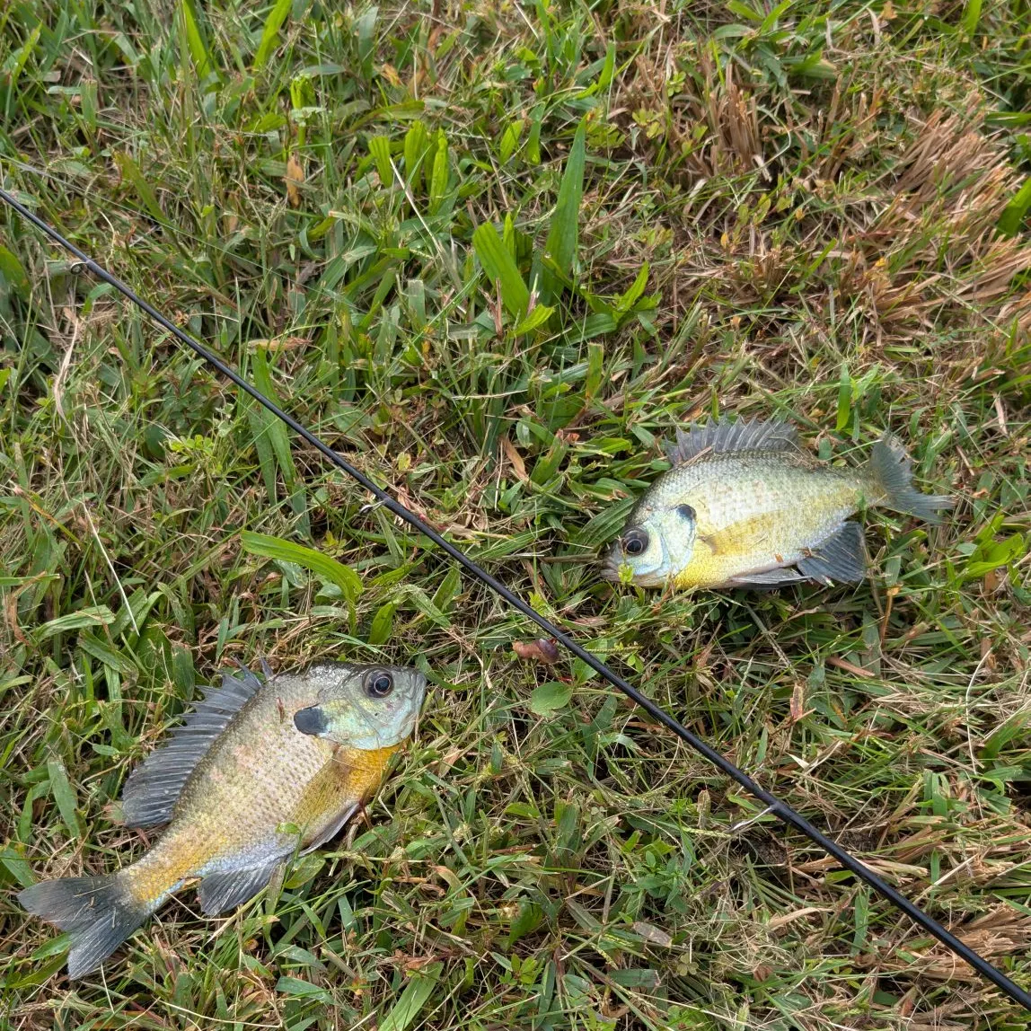 Bluegill caught on Fishbrain