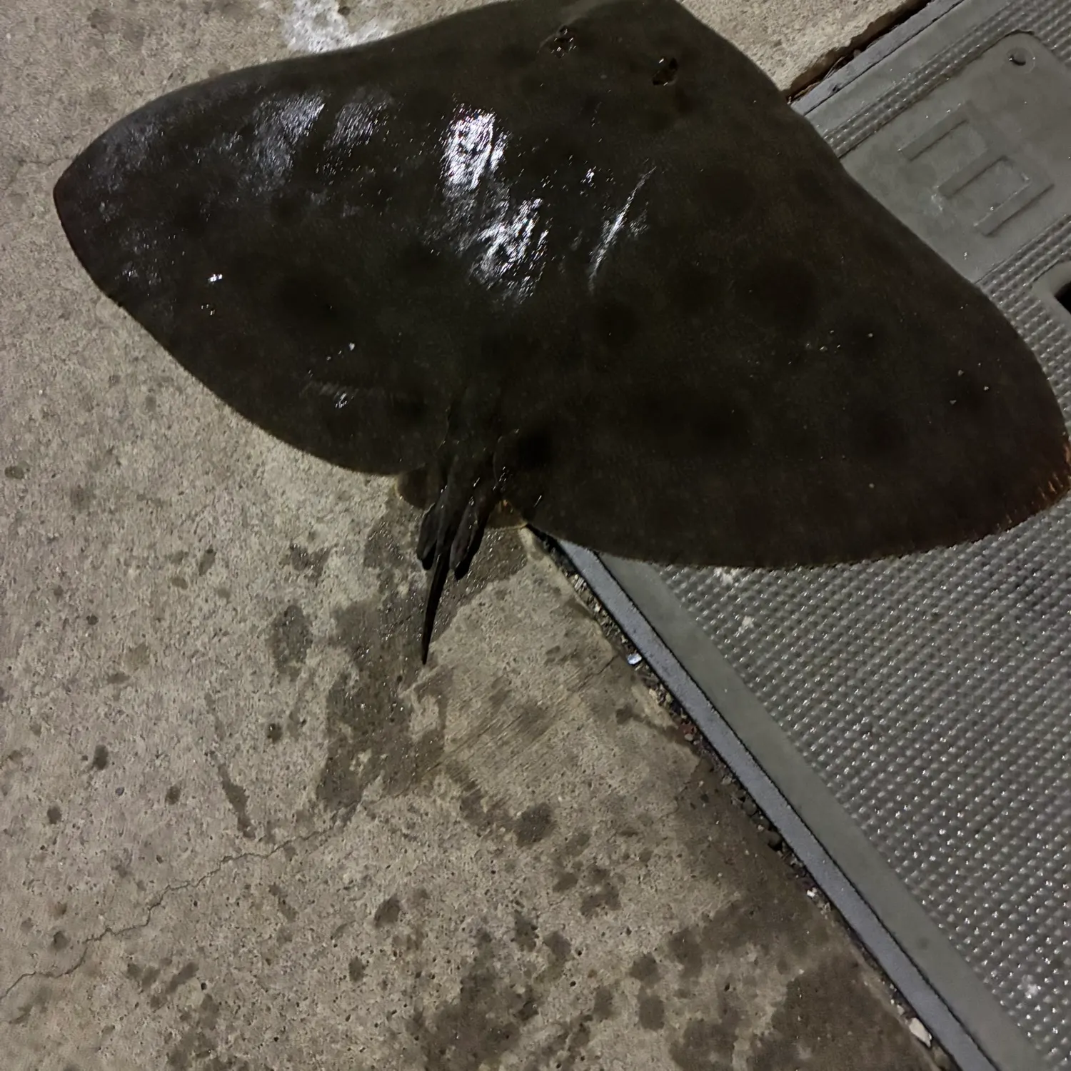 The most recent California butterfly ray catches on Fishbrain