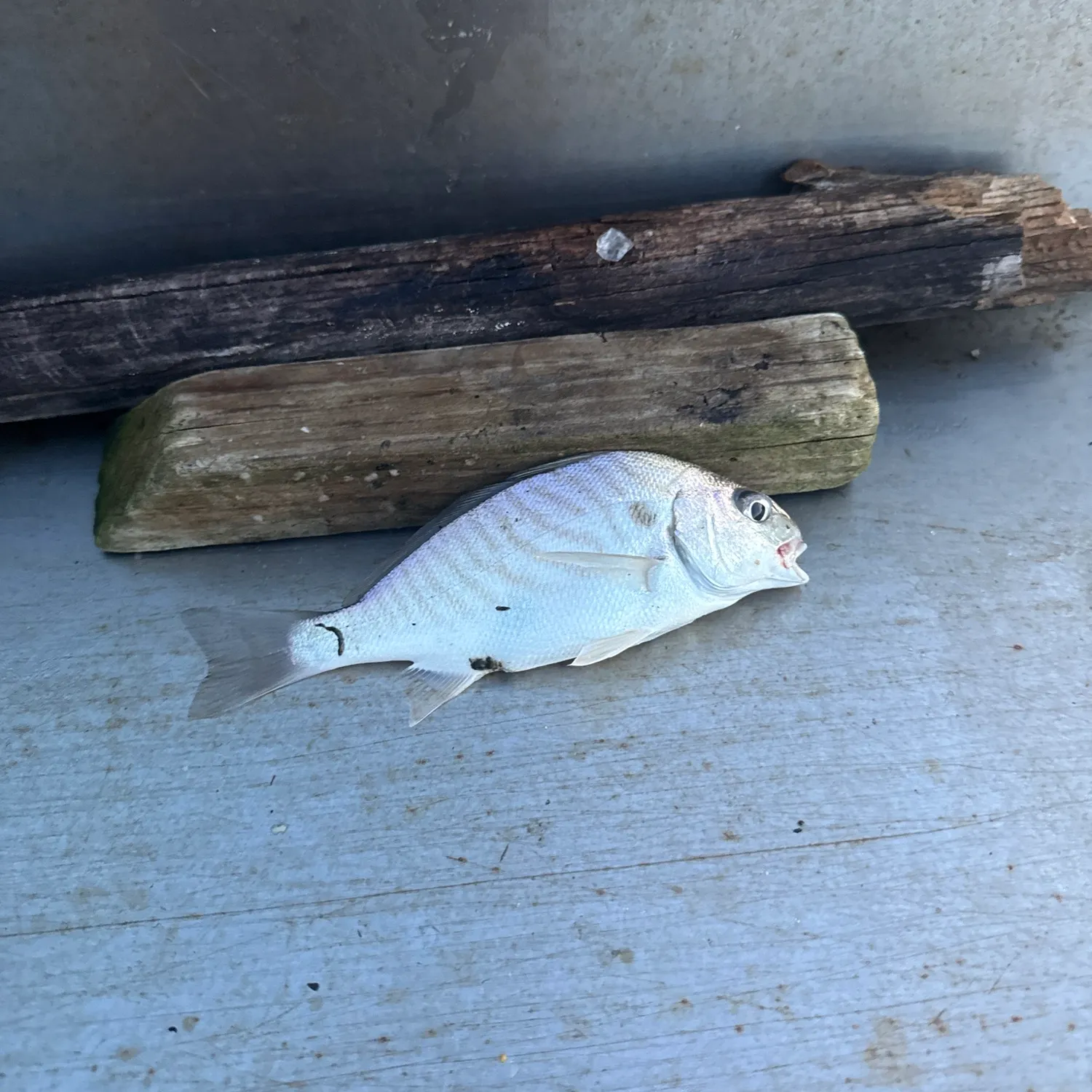 The most recent Spot croaker catches on Fishbrain