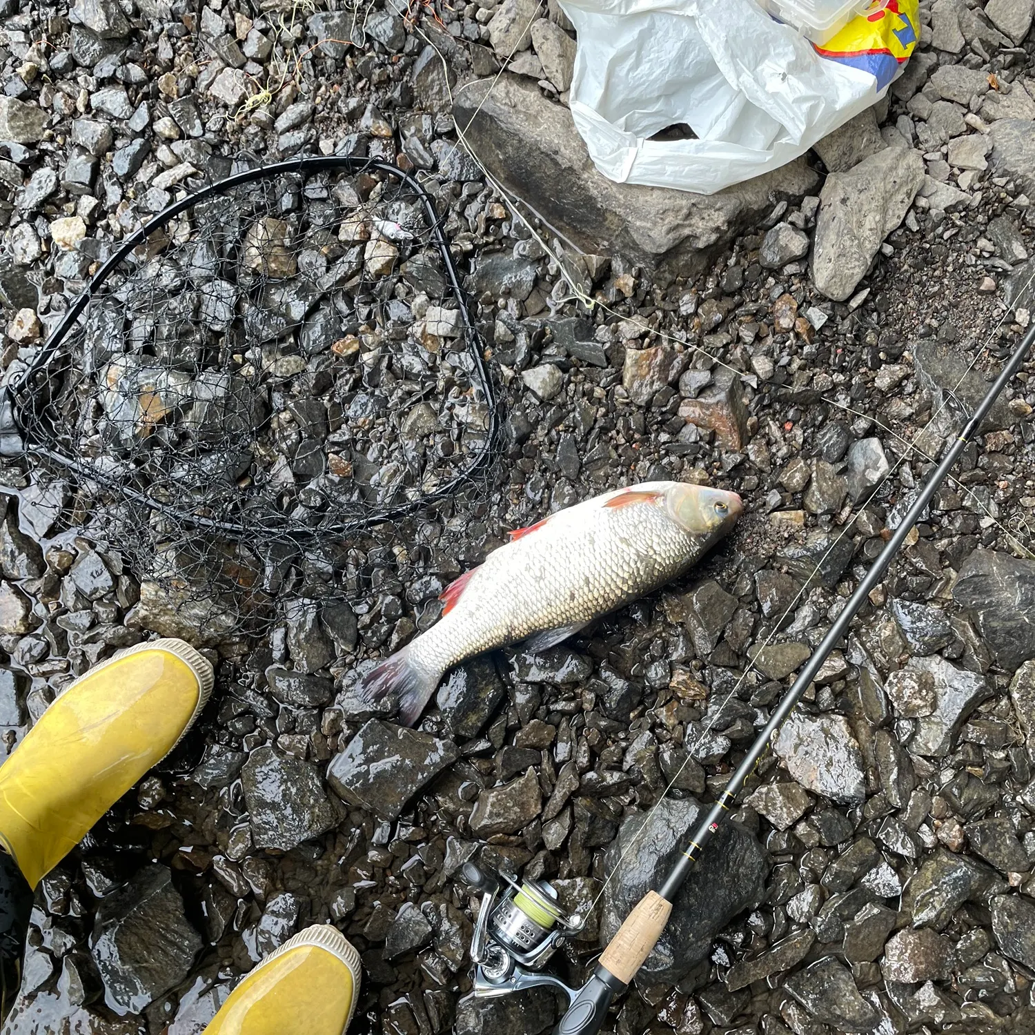 The most recent Ide catches on Fishbrain