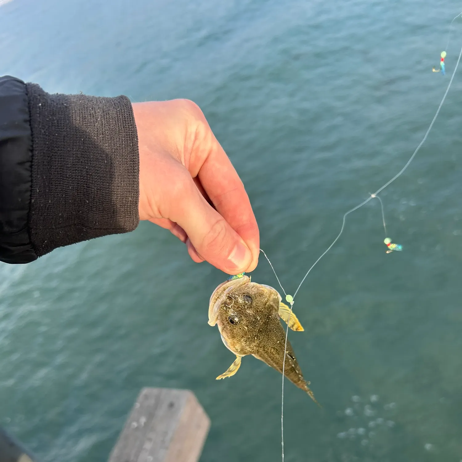 Pacific staghorn sculpin caught on Fishbrain