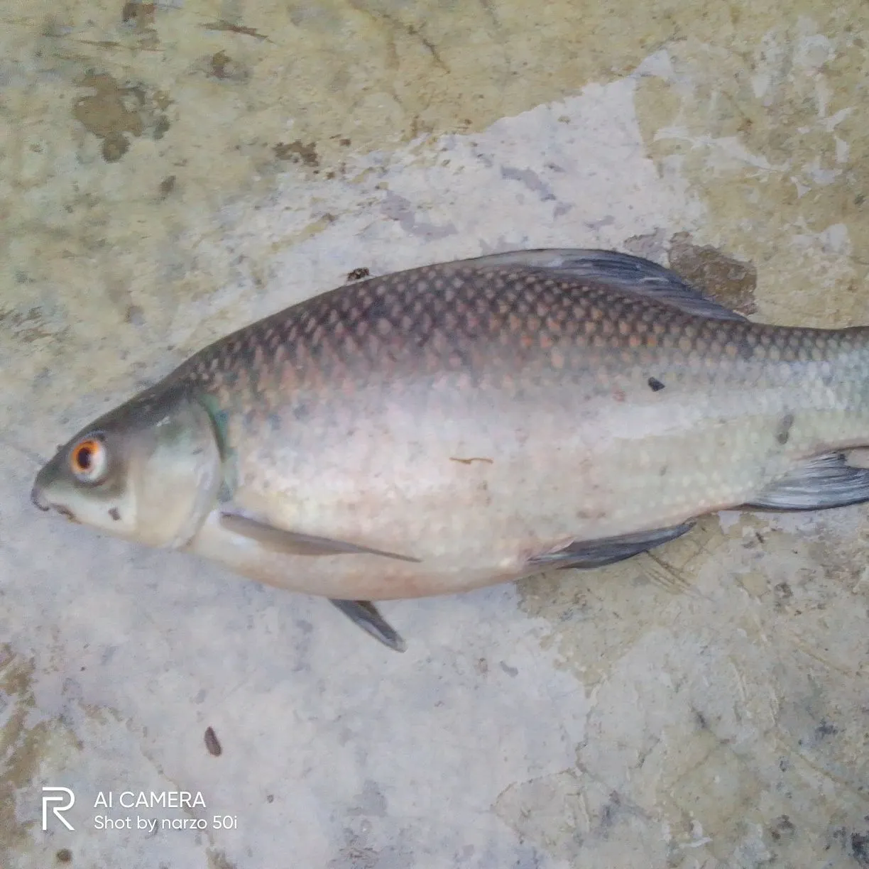 The most recent Rohu carp catches on Fishbrain