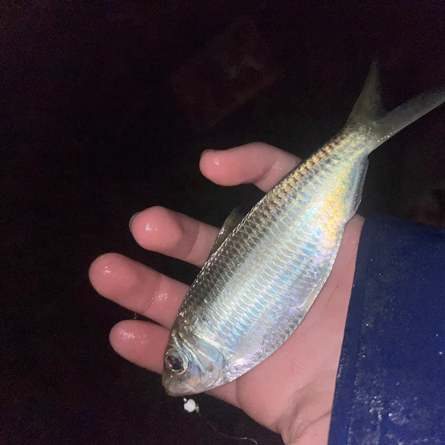 The most recent Scaled herring catches on Fishbrain