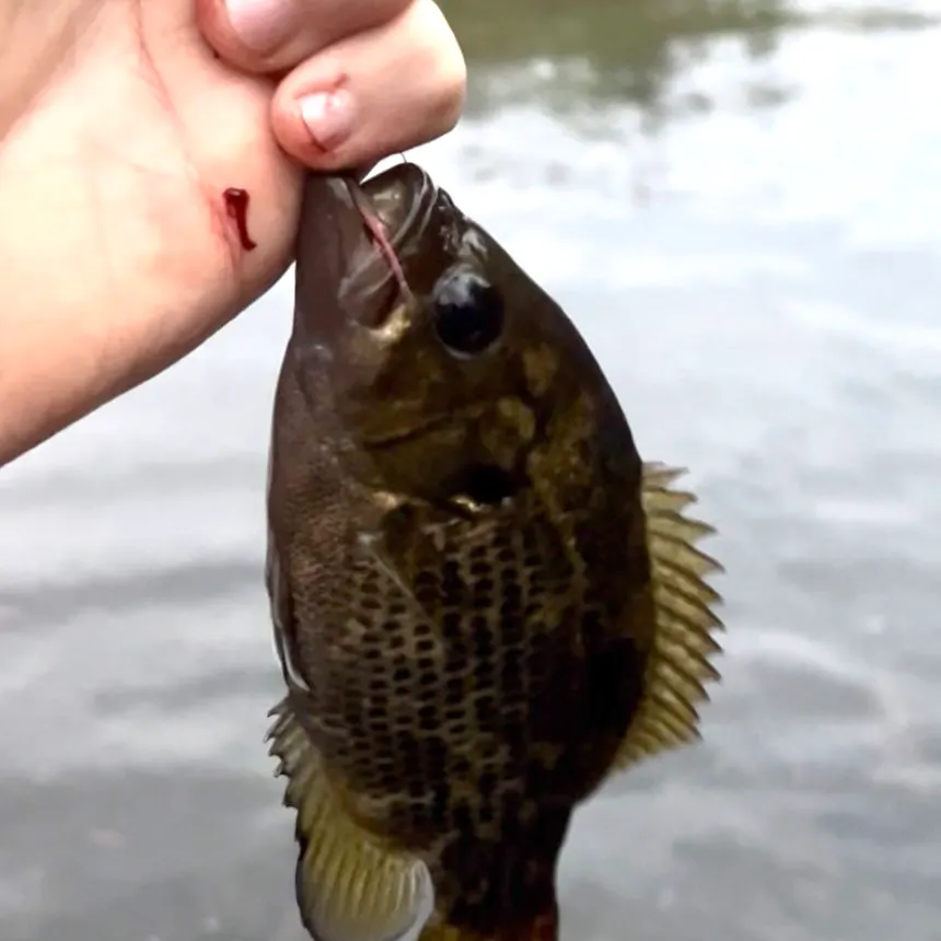 Rock bass caught on Fishbrain