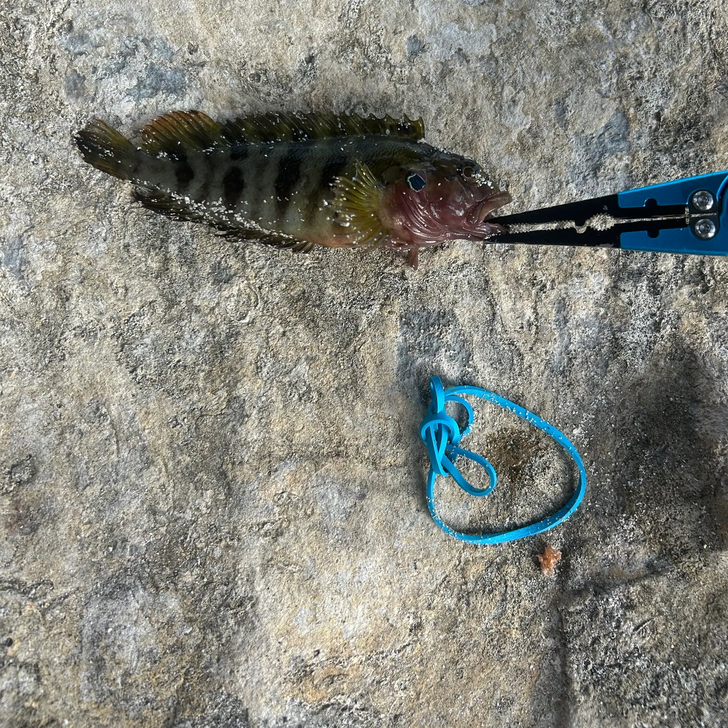 The most recent Hairy blenny catches on Fishbrain
