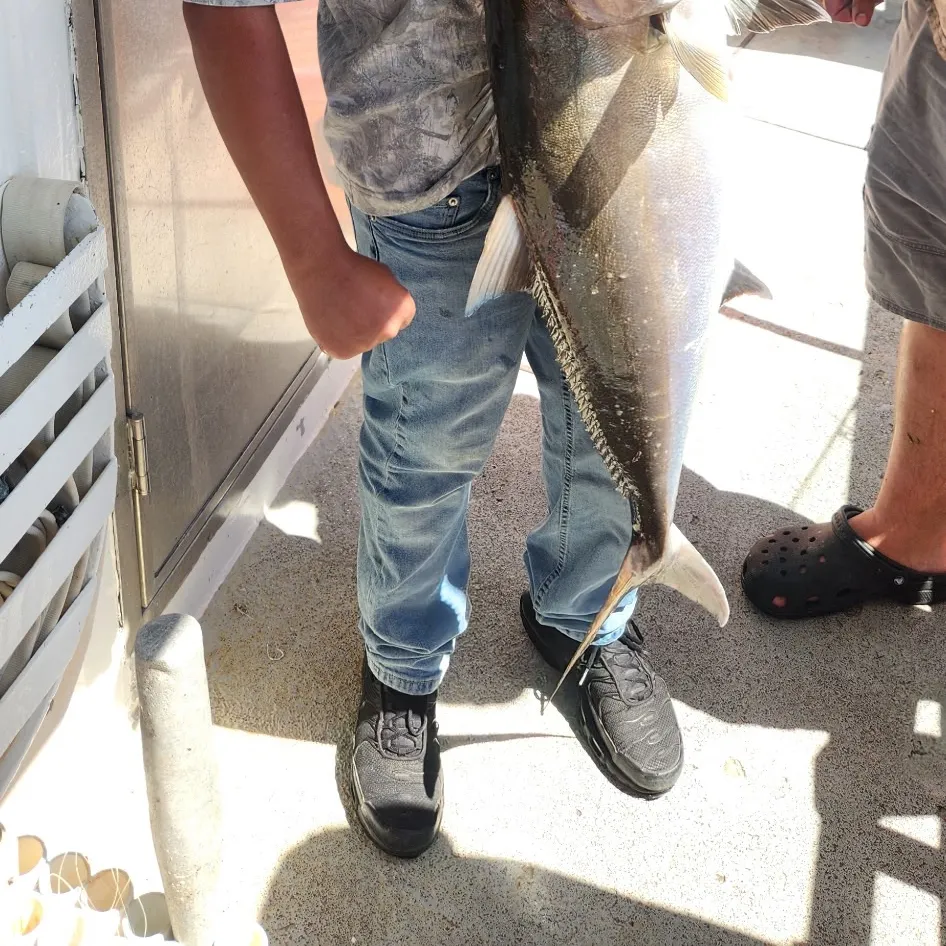 The most recent Greater amberjack catches on Fishbrain