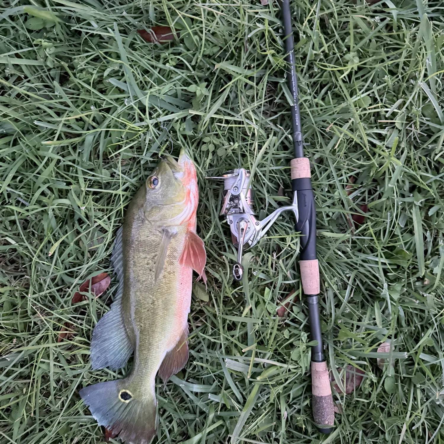 Butterfly peacock bass caught on Fishbrain