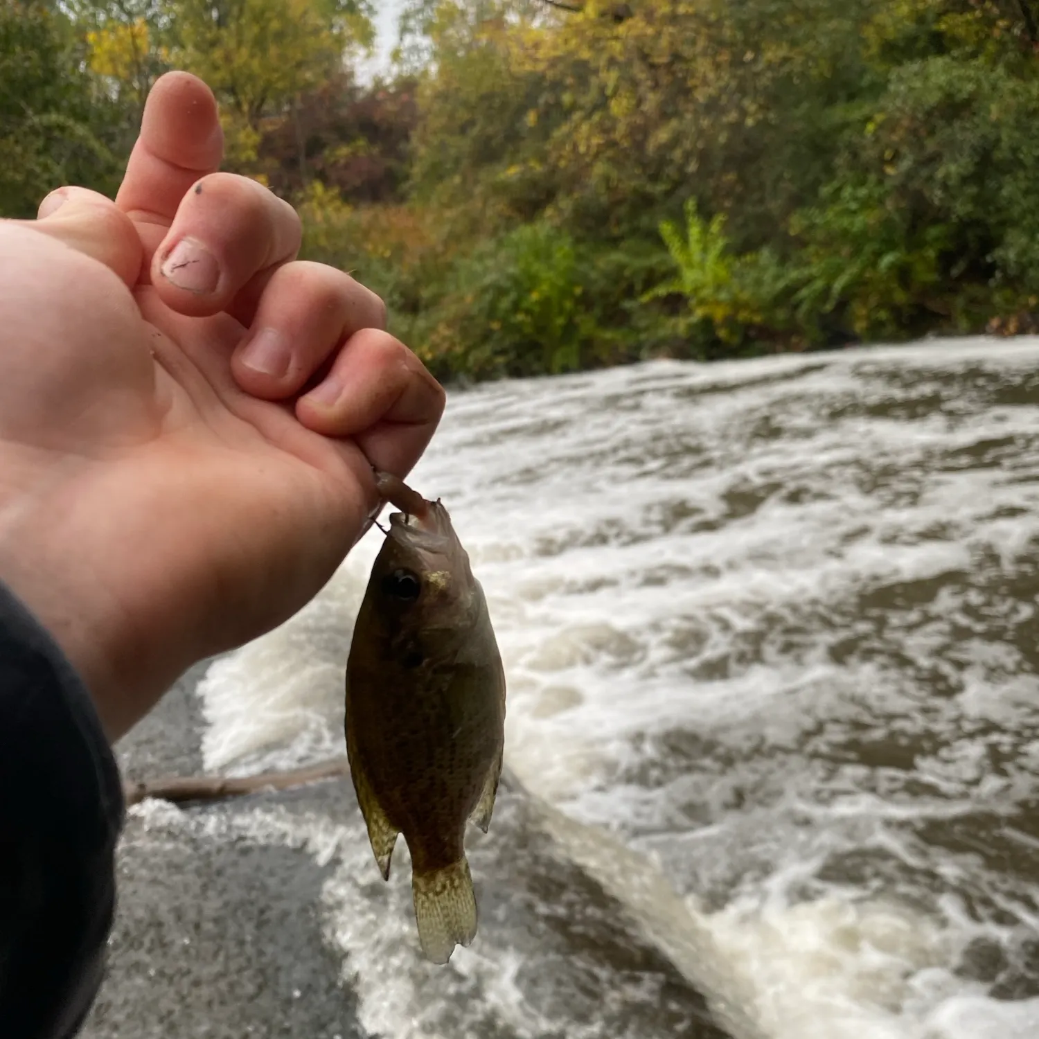 Rock bass caught on Fishbrain