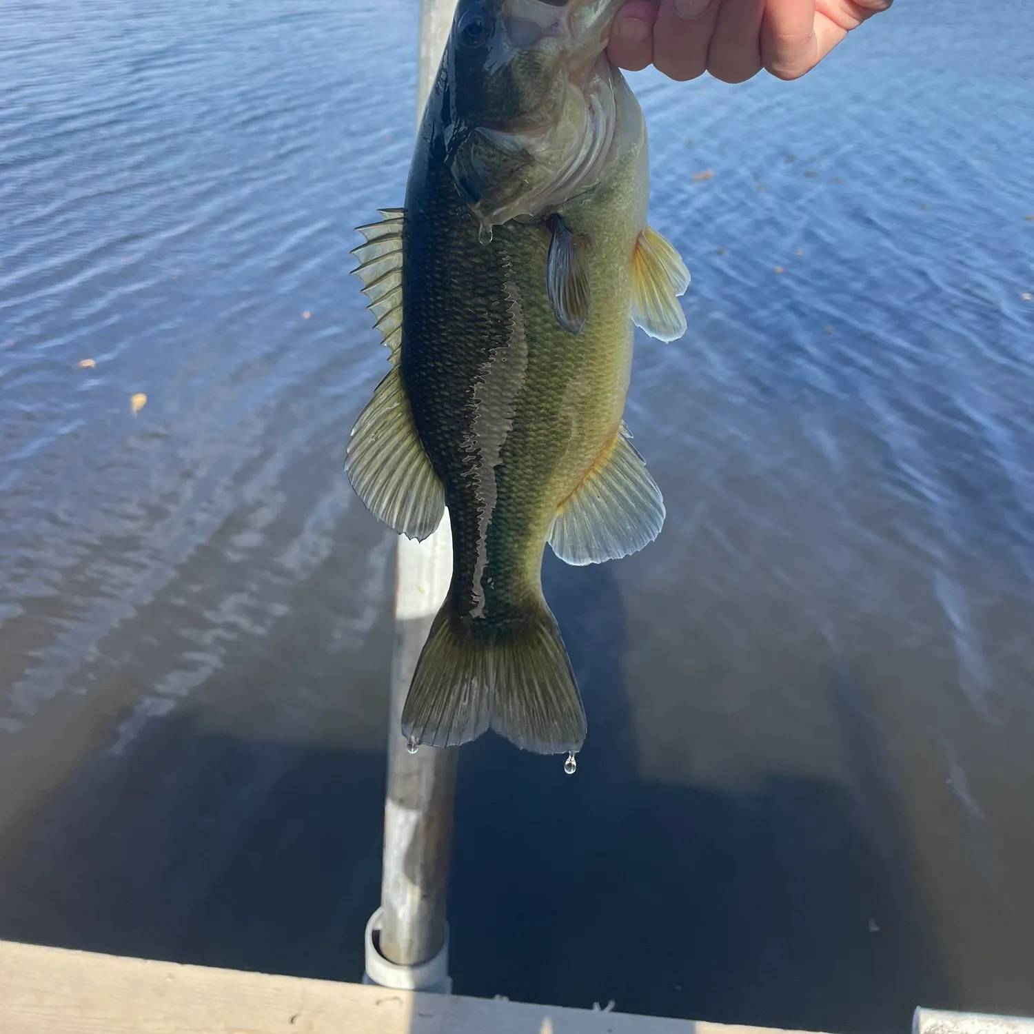 angler catch