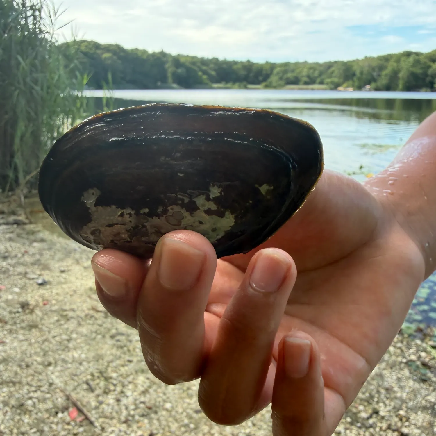 The most recent White River crayfish catches on Fishbrain