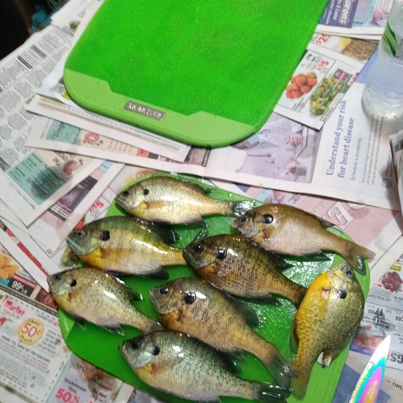recently logged catches
